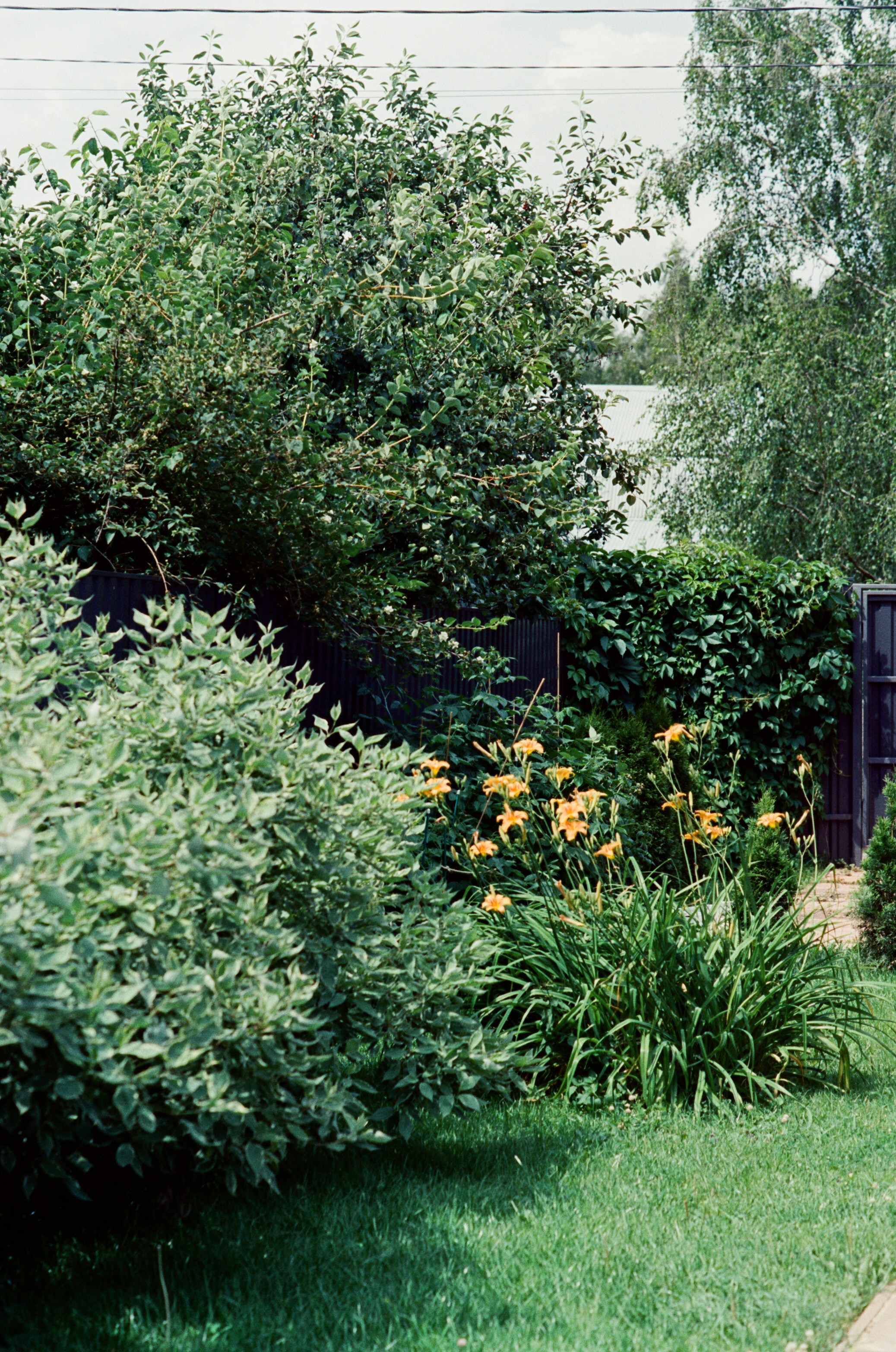 Canon 33V — Minolta MC Rokkor-PF 85 mm f1.7 | SFL 200T | июль 2025 г