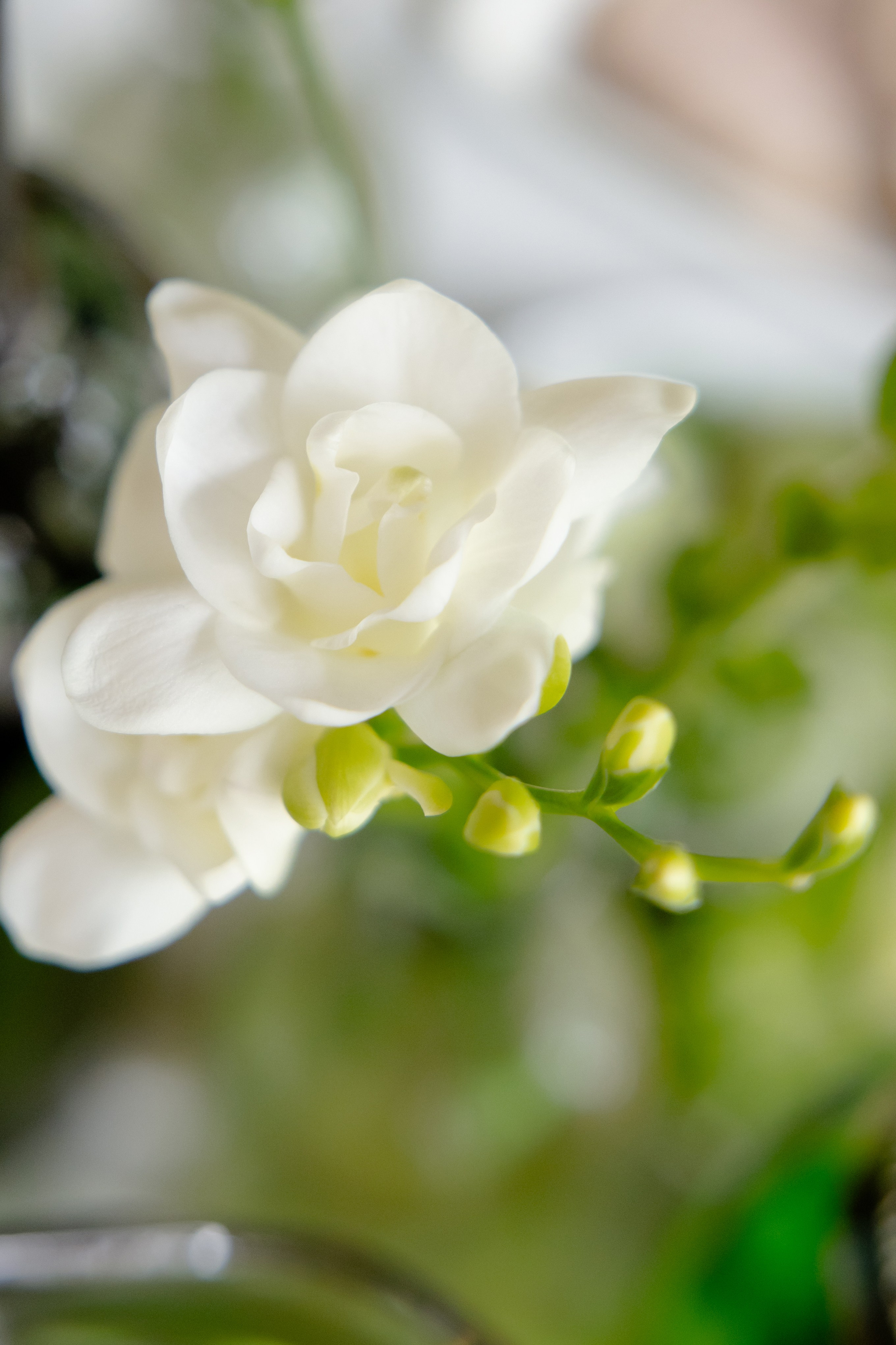 Илья и Евгения. Свадебный фотограф Анна Бабахина