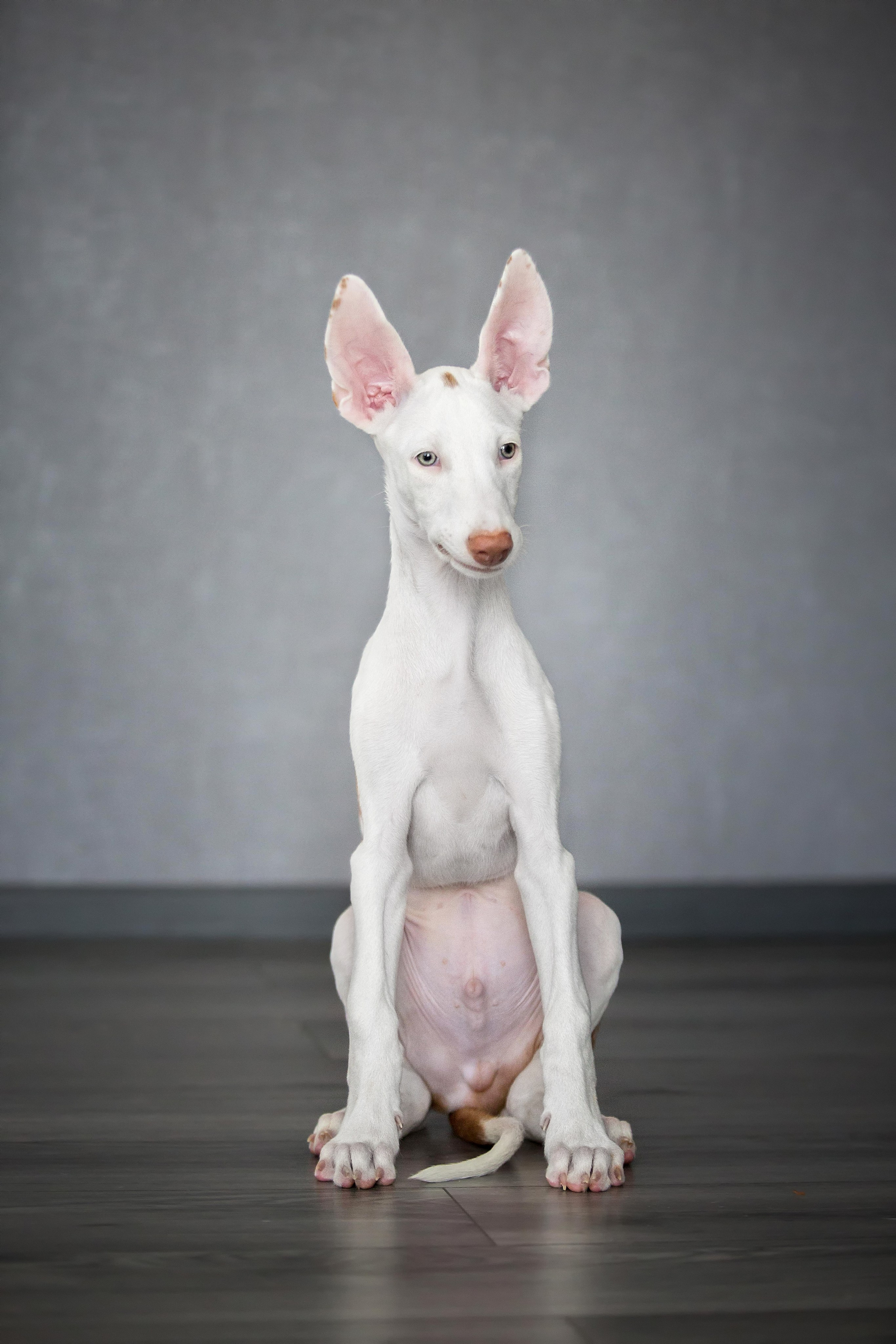 Поденко Ибиценко. Https://moshkovaphoto.ru/