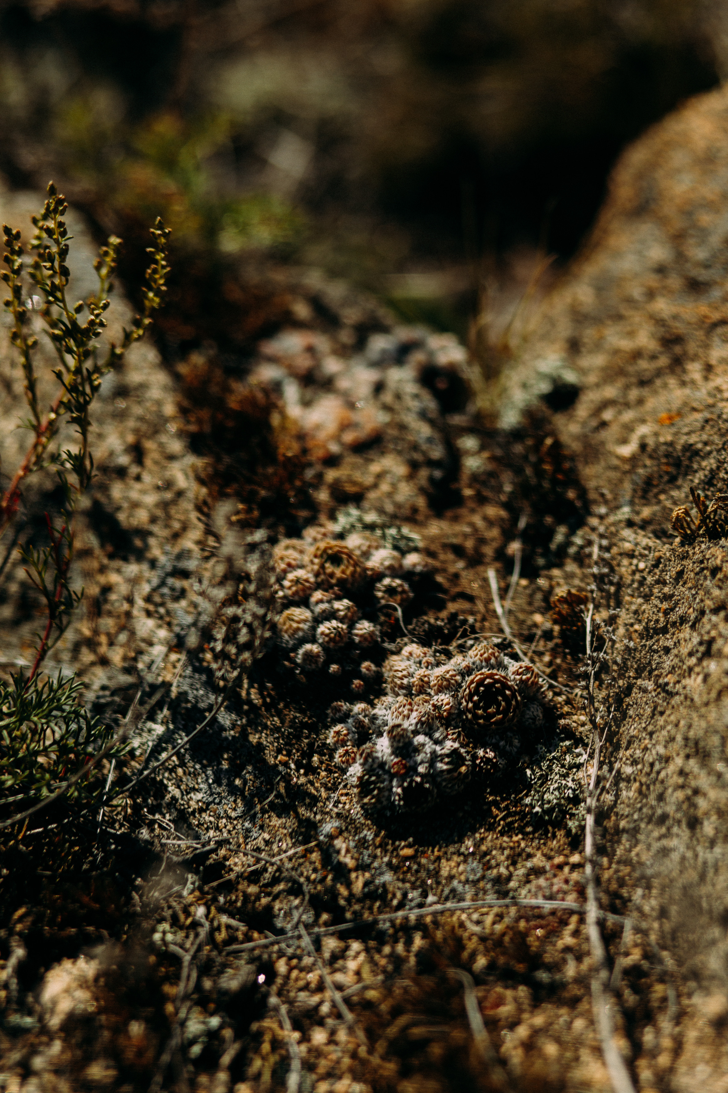 Випассана Игоря Будникова. Фотограф Ольхон/ Индия, Регина