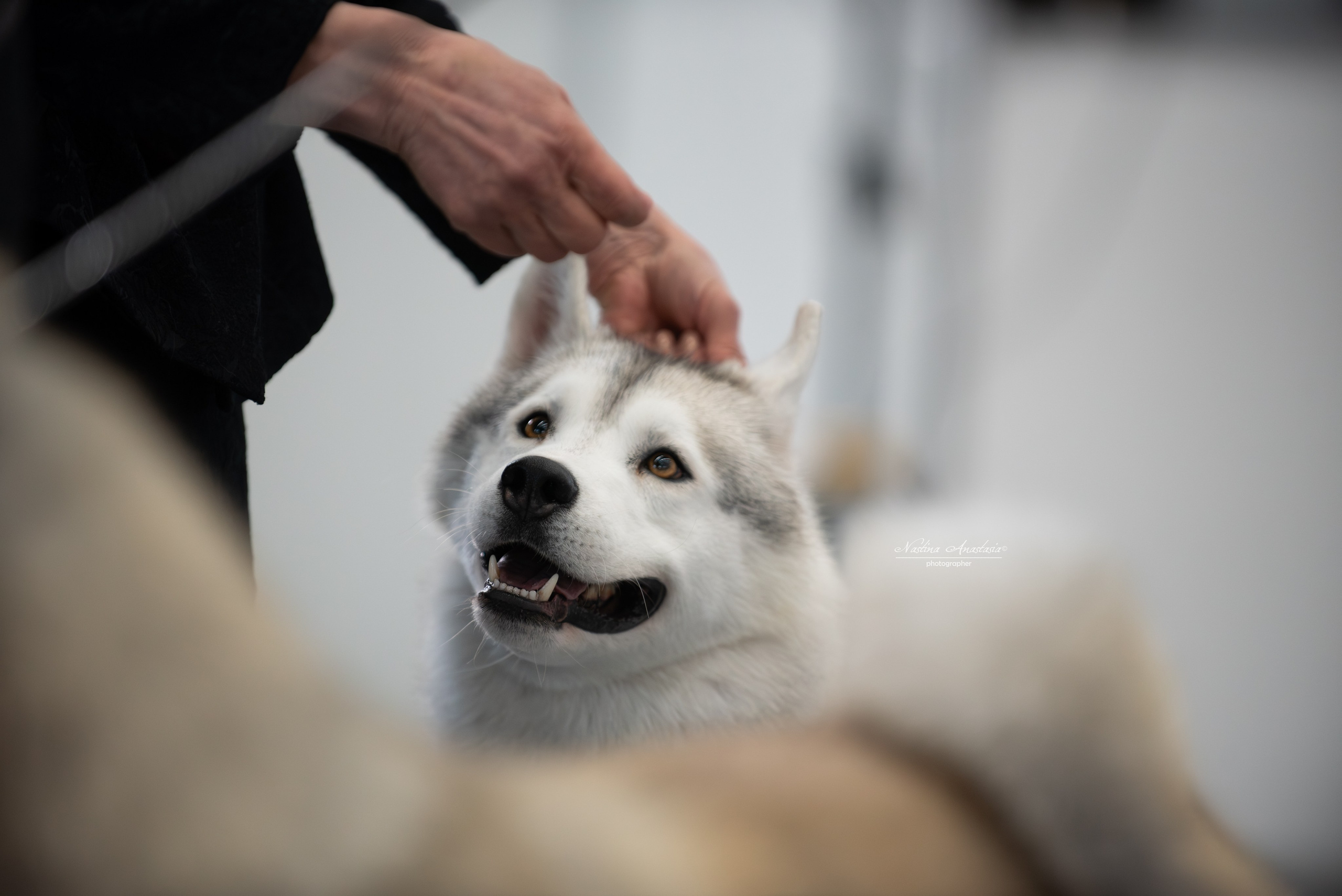 Выставки. Фотограф — Анималист