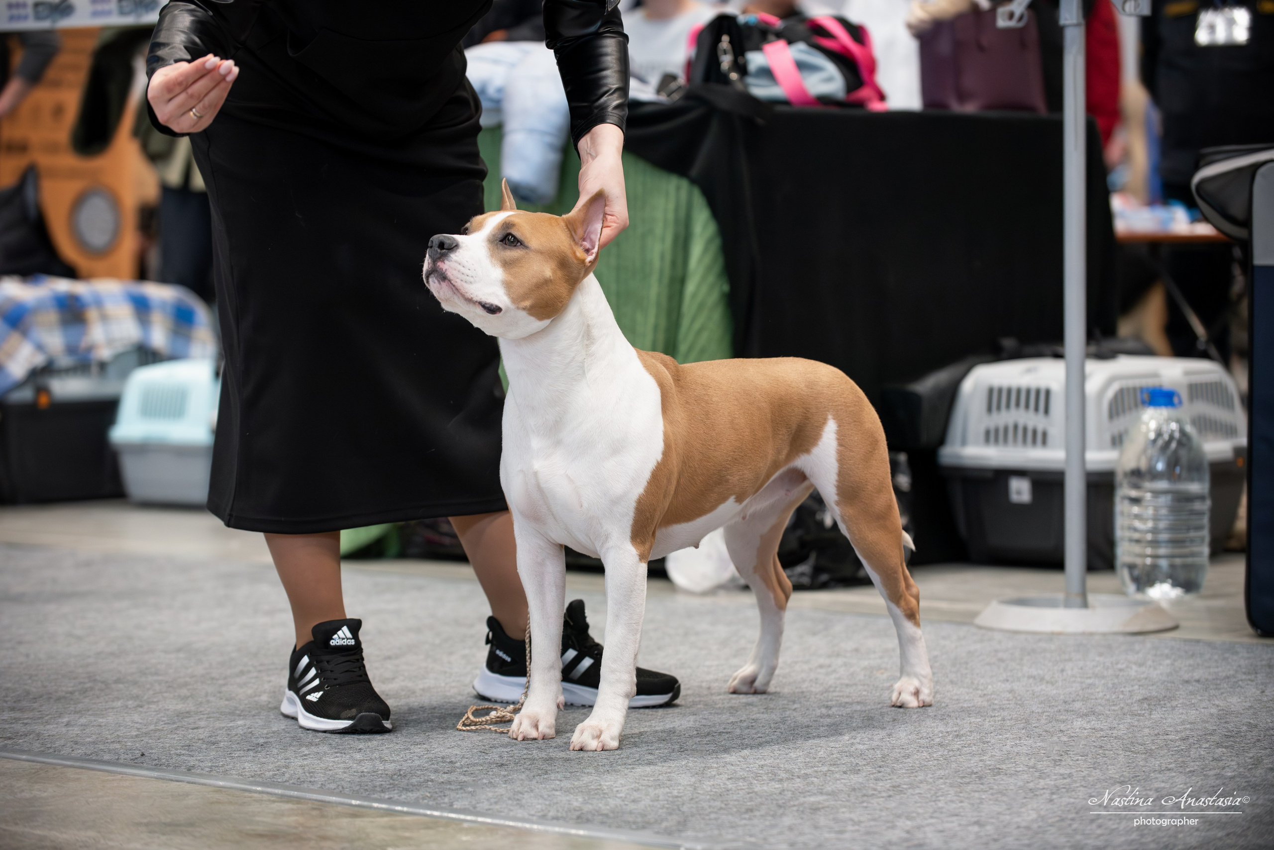 Выставки. Фотограф — Анималист