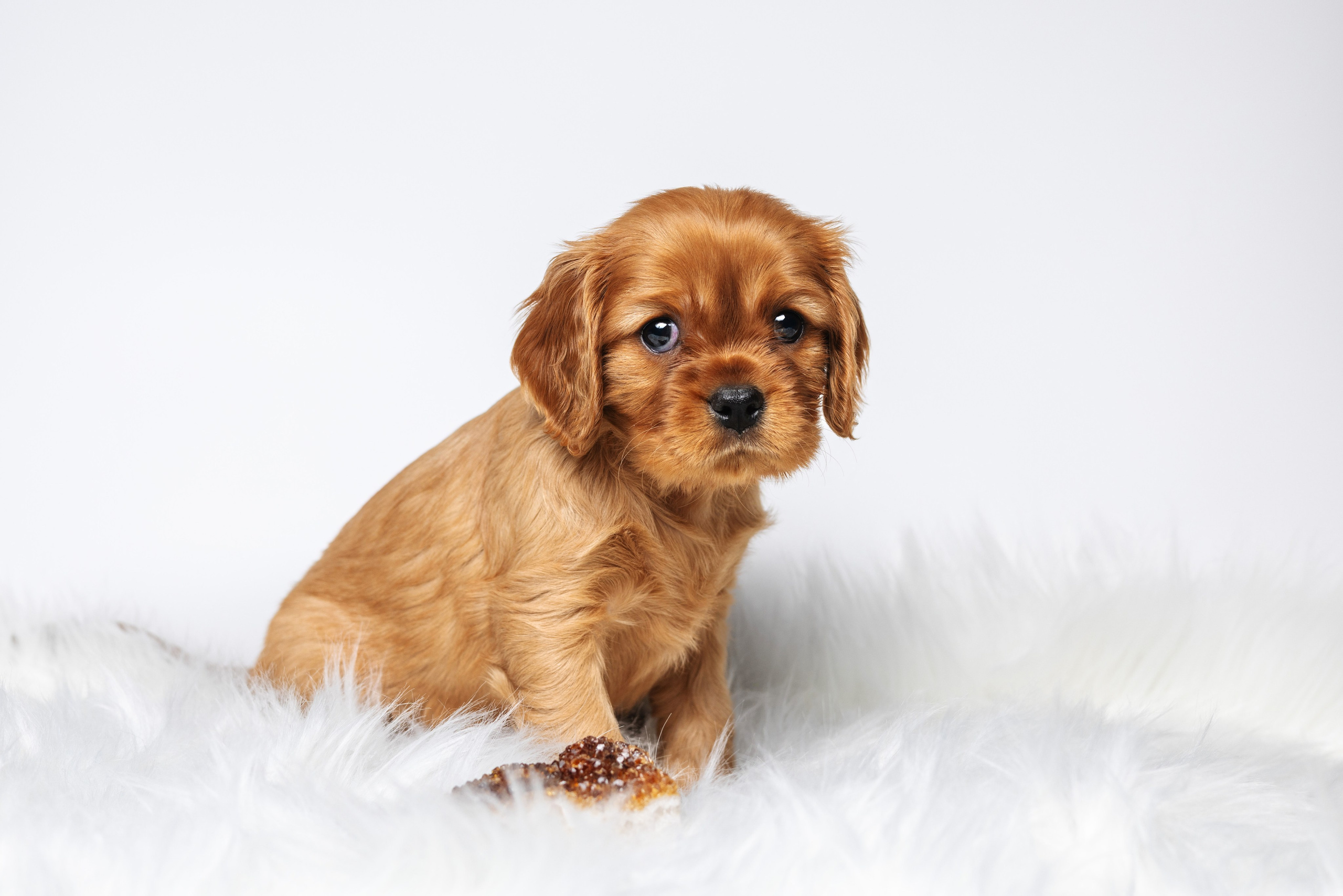 ККЧС. Фотограф анималист Осипчикова Мария