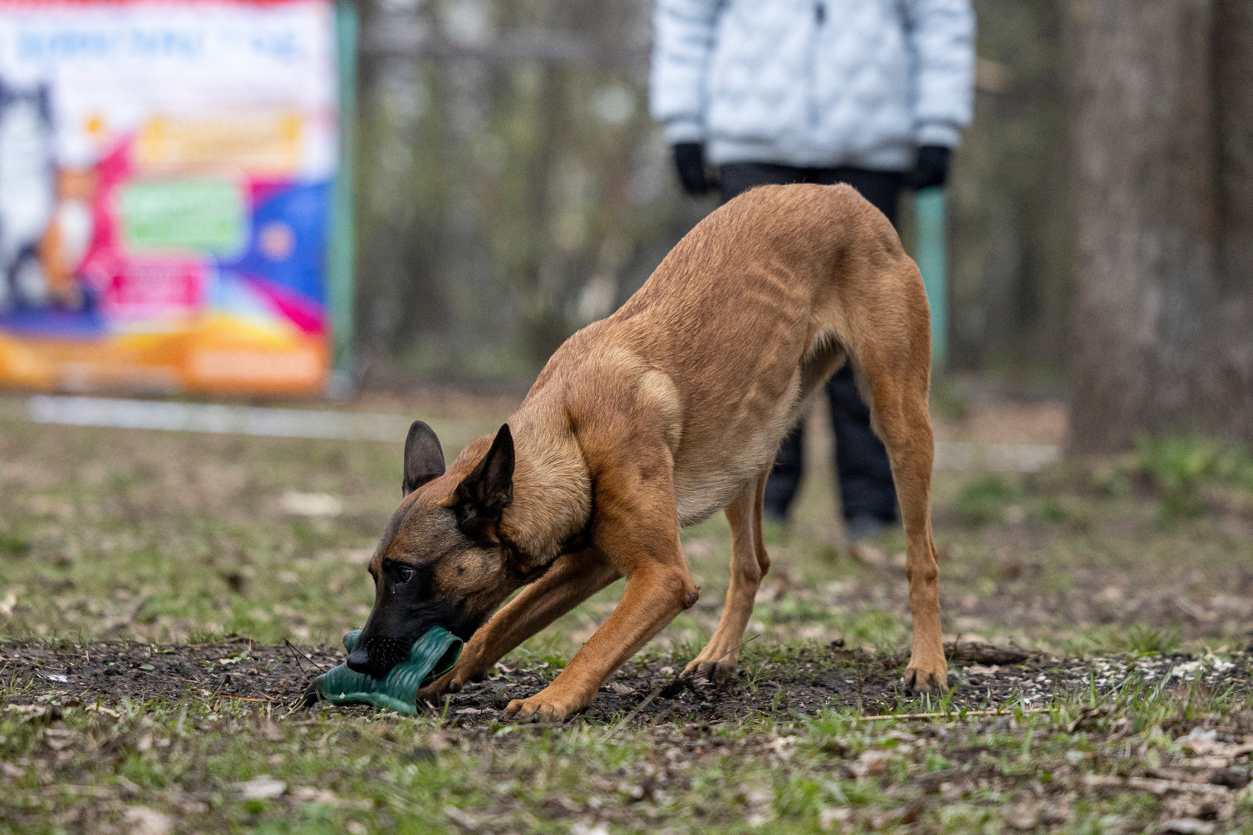 Квалификационные состязания по мондьорингу г. Вологда 11.05.24. Фотограф-анималист Анна Маринич
