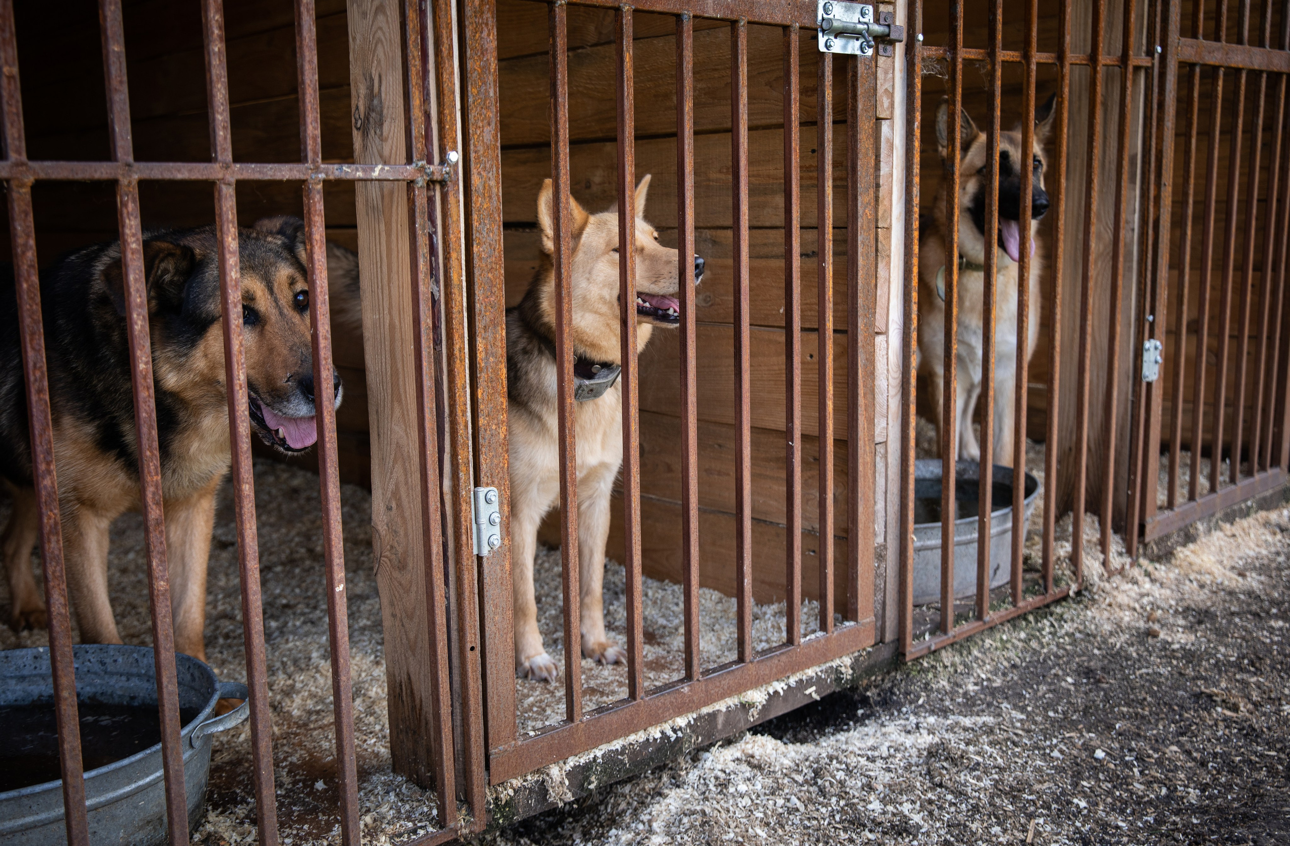 Приют — Наш дом. Репортажный и свадебный фотограф в Челябинске Елисеев Павел