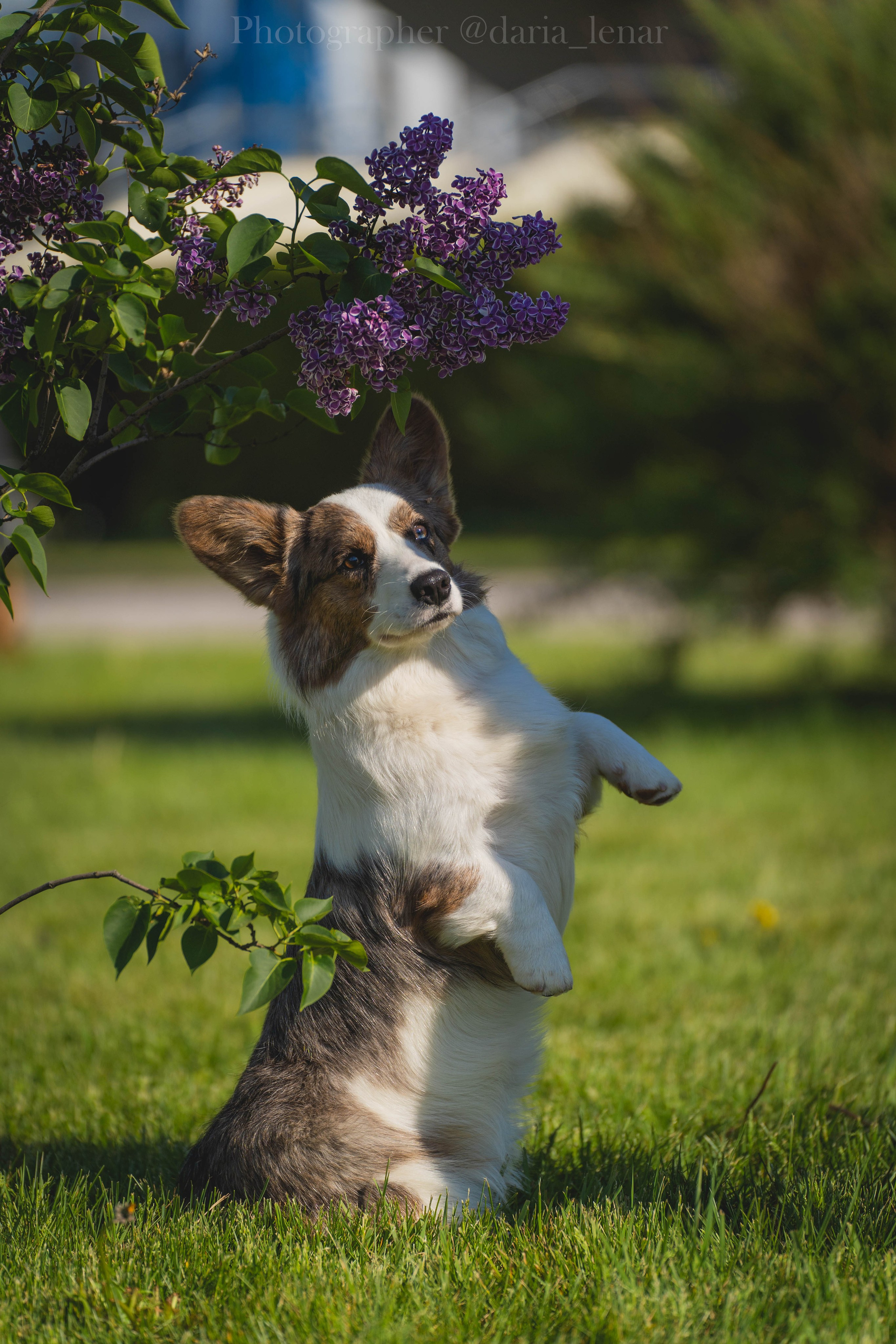 Выставки собак. Фотограф в Москве Ленарская Дарья
