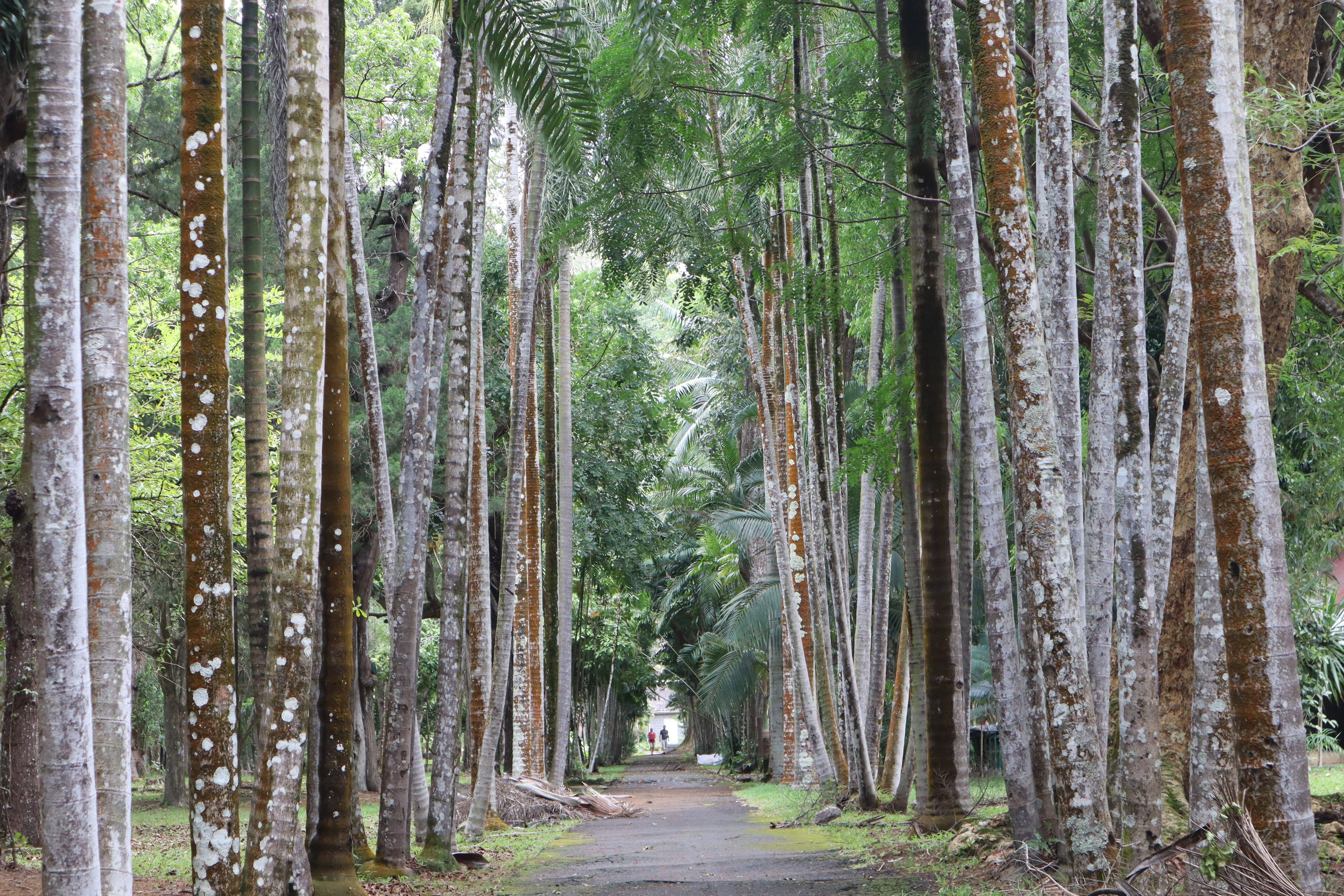 Путешествие на родину птицы додо. Travel photographer Ksenia