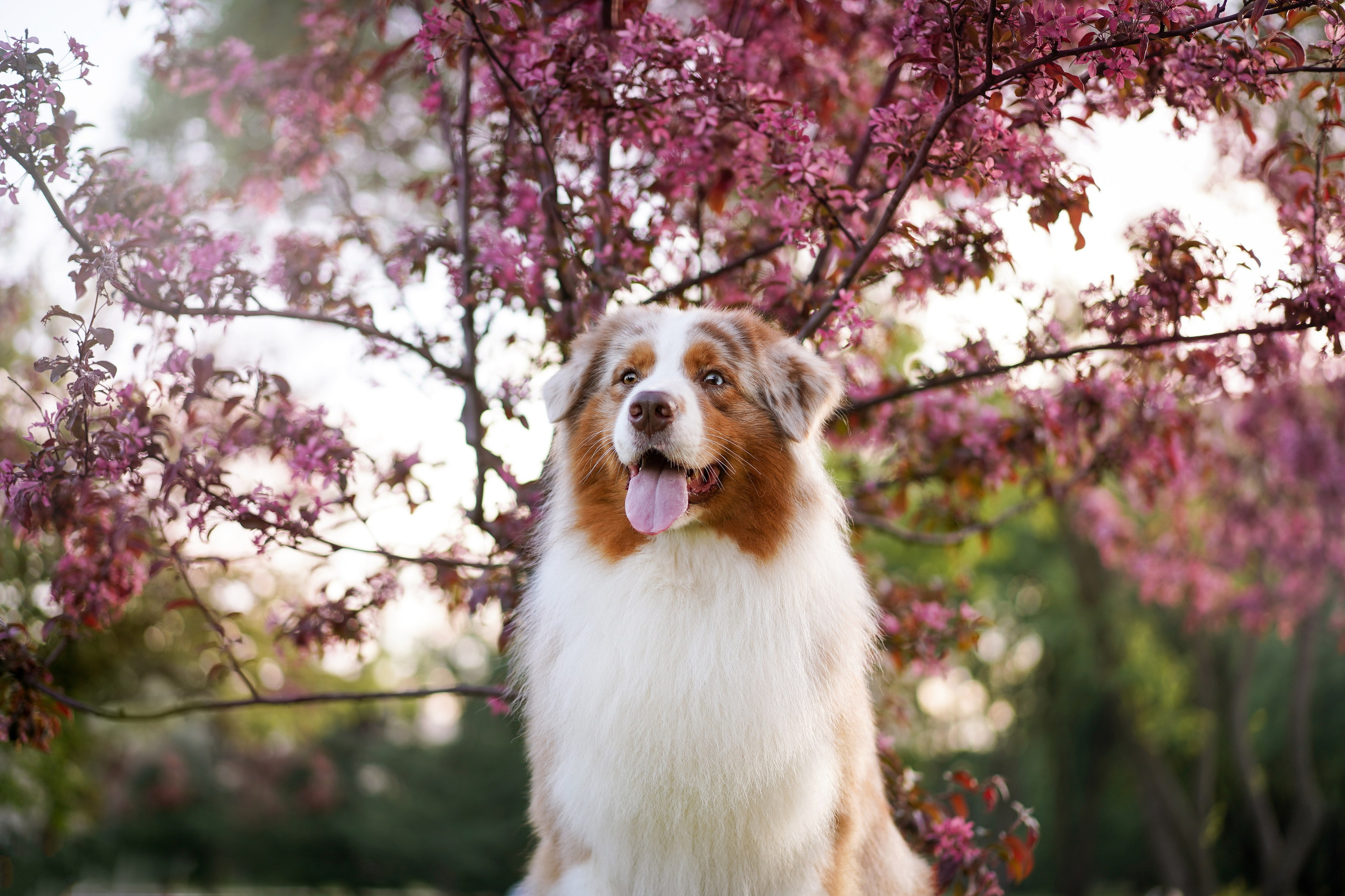 Аусси в Яблоневом саду. Фотограф-анималист в Санкт-Петербурге Яна Мартынова
