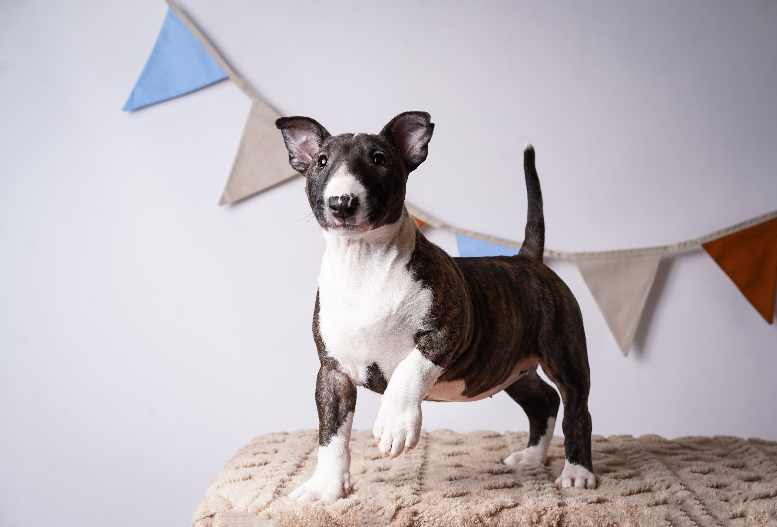 Щенки минибультерьера. Фотограф-анималист в Санкт-Петербурге Яна Мартынова