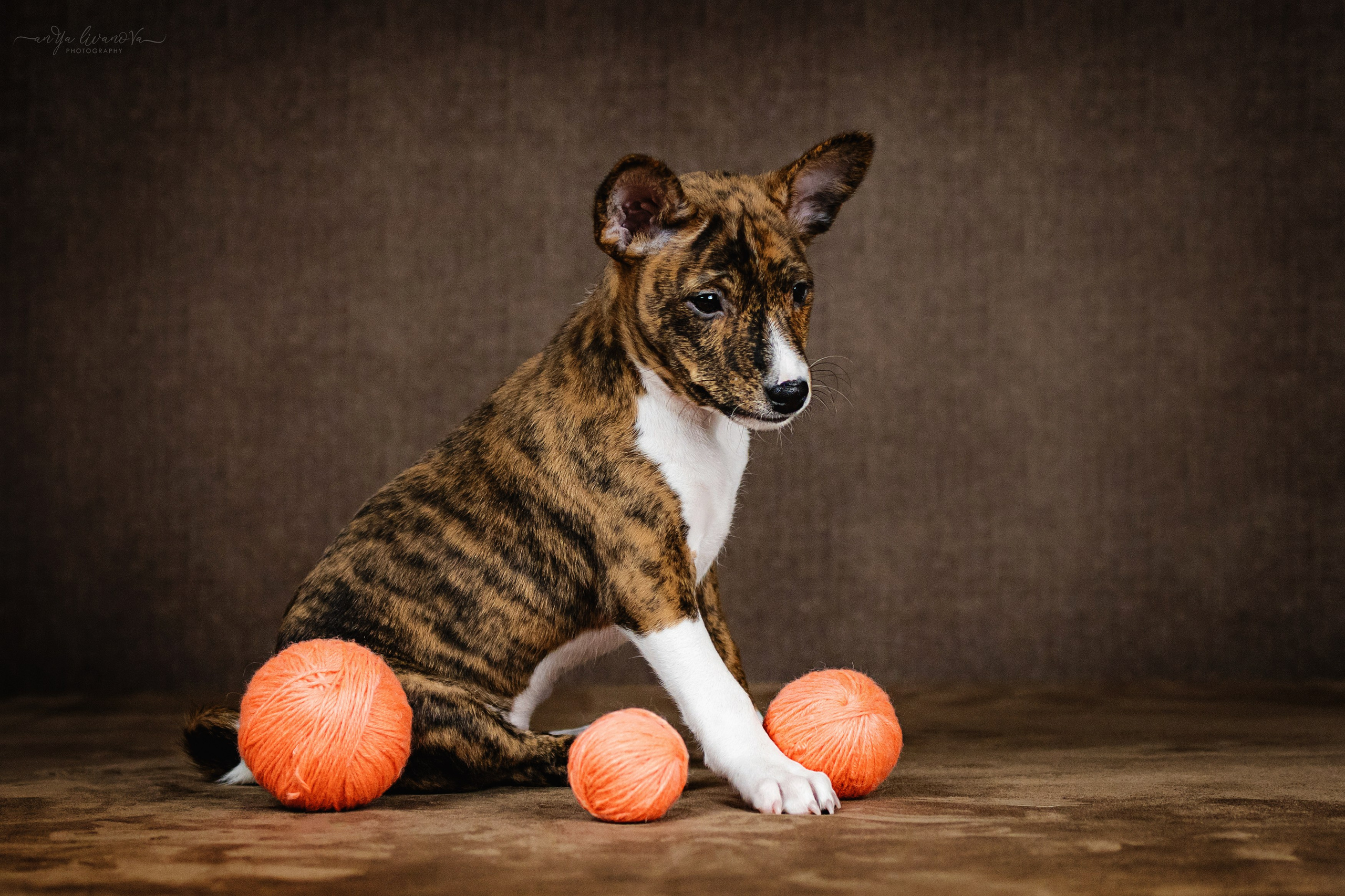 Басенджи. Фотограф анималист Аня Ливанова | Рыбинск