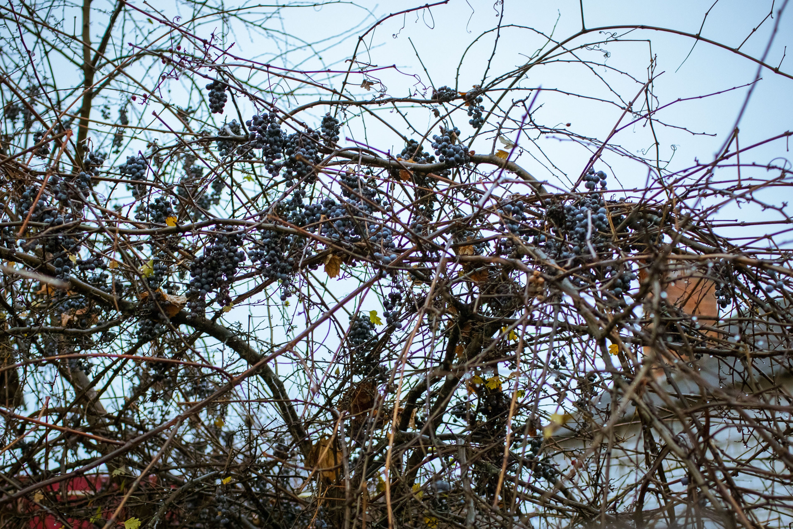 Новозыбков (осень 2021). Фотограф Виноградов Константин