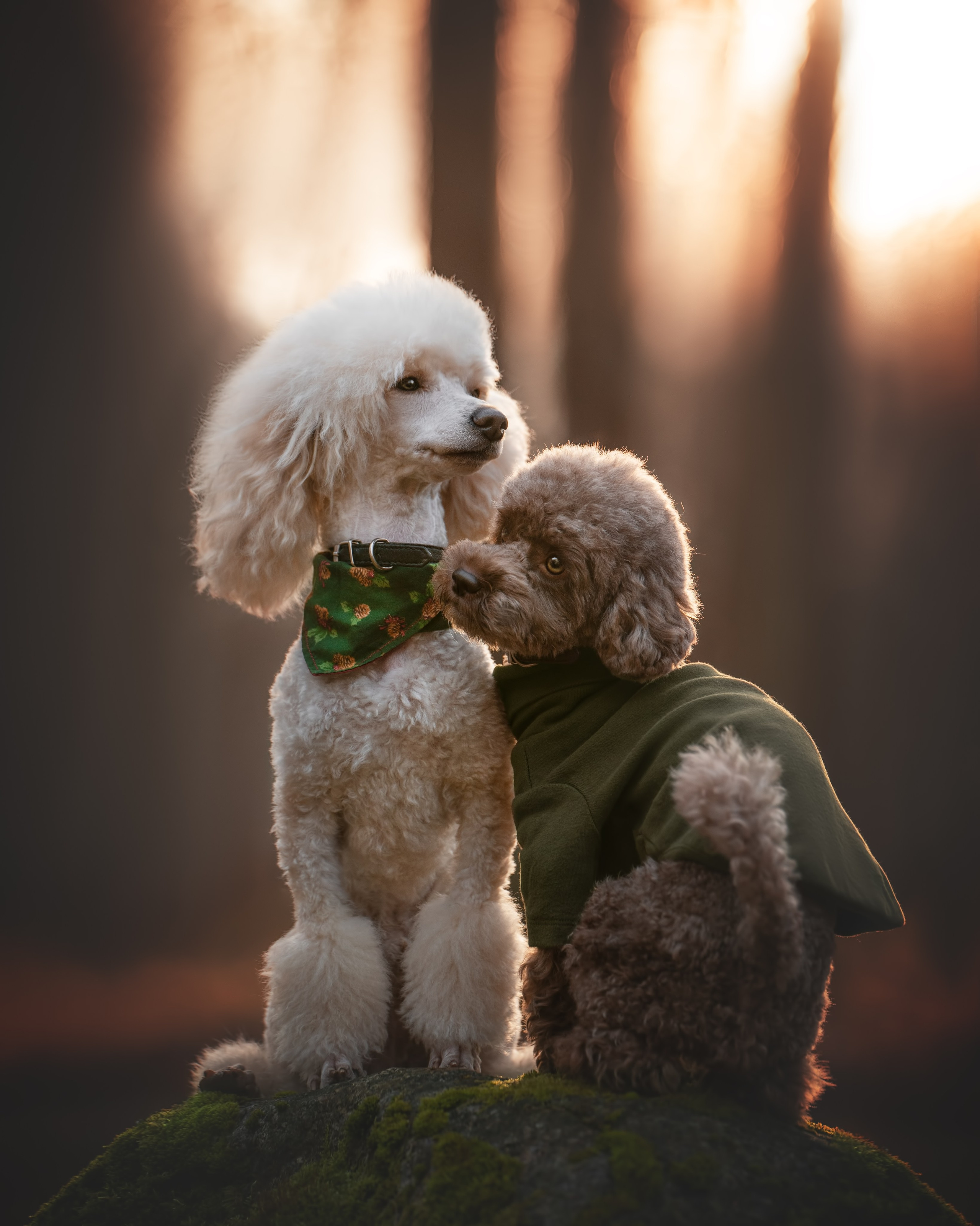 Миша и Лева. Фотограф анималист Осипчикова Мария