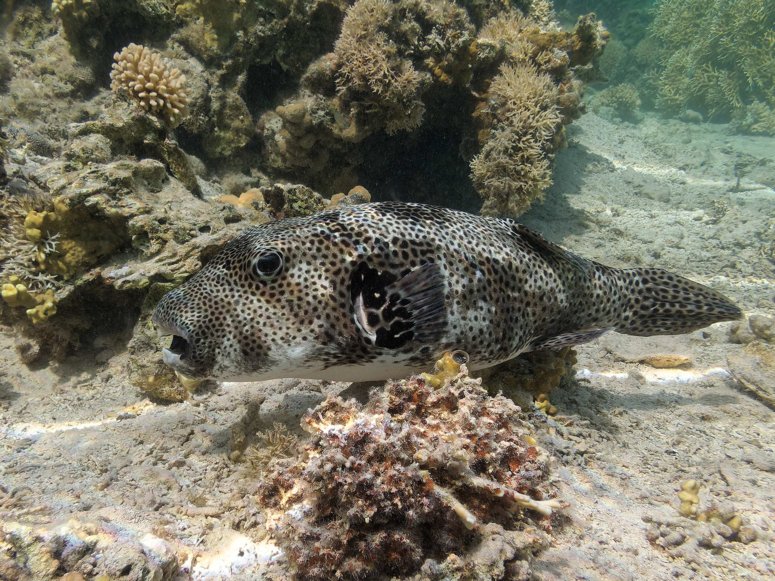 Рыбов показываю