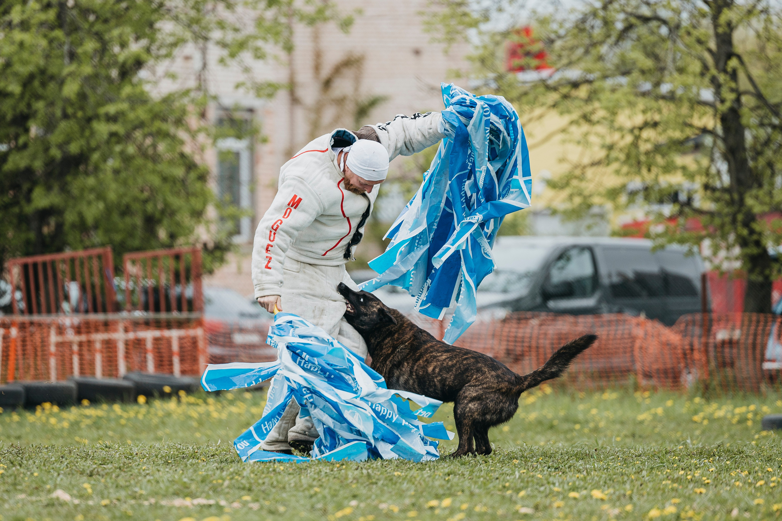 26.05.25 г. Пушкин квалификационные соревнования. Фотограф-анималист Анна Маринич