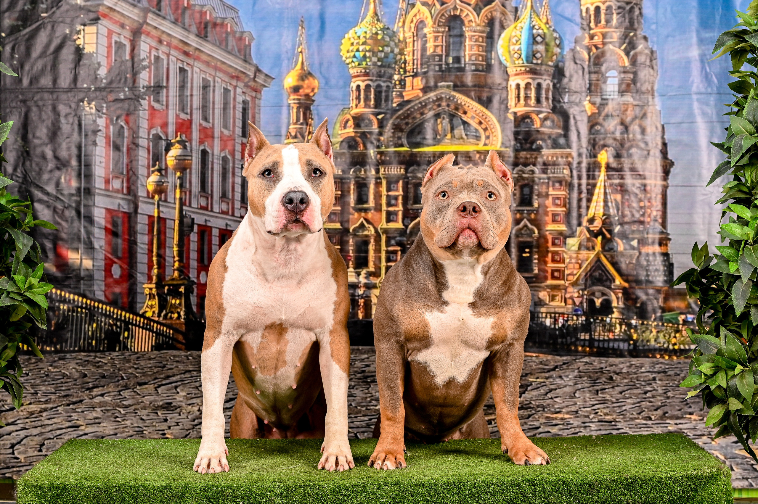 Выставка Клубы «Фауна» и «Догсити» 21-22 Июня 2025 «Пёсбург». Фотограф-анималист в СПб