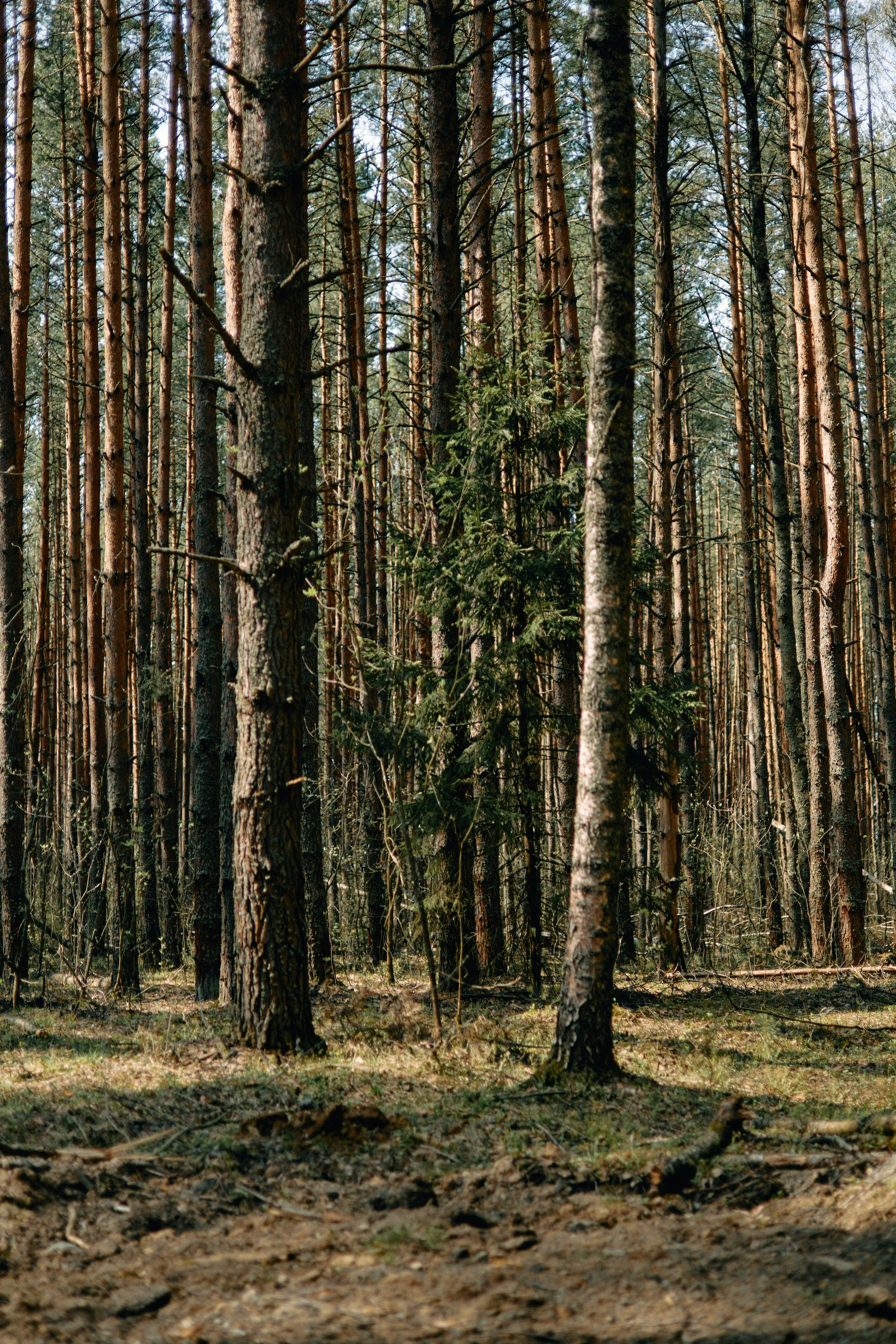 Бутик-отель Поле летом. Профессиональный Фотограф во Владимире, в Москве и в Суздале — Полина Романычева