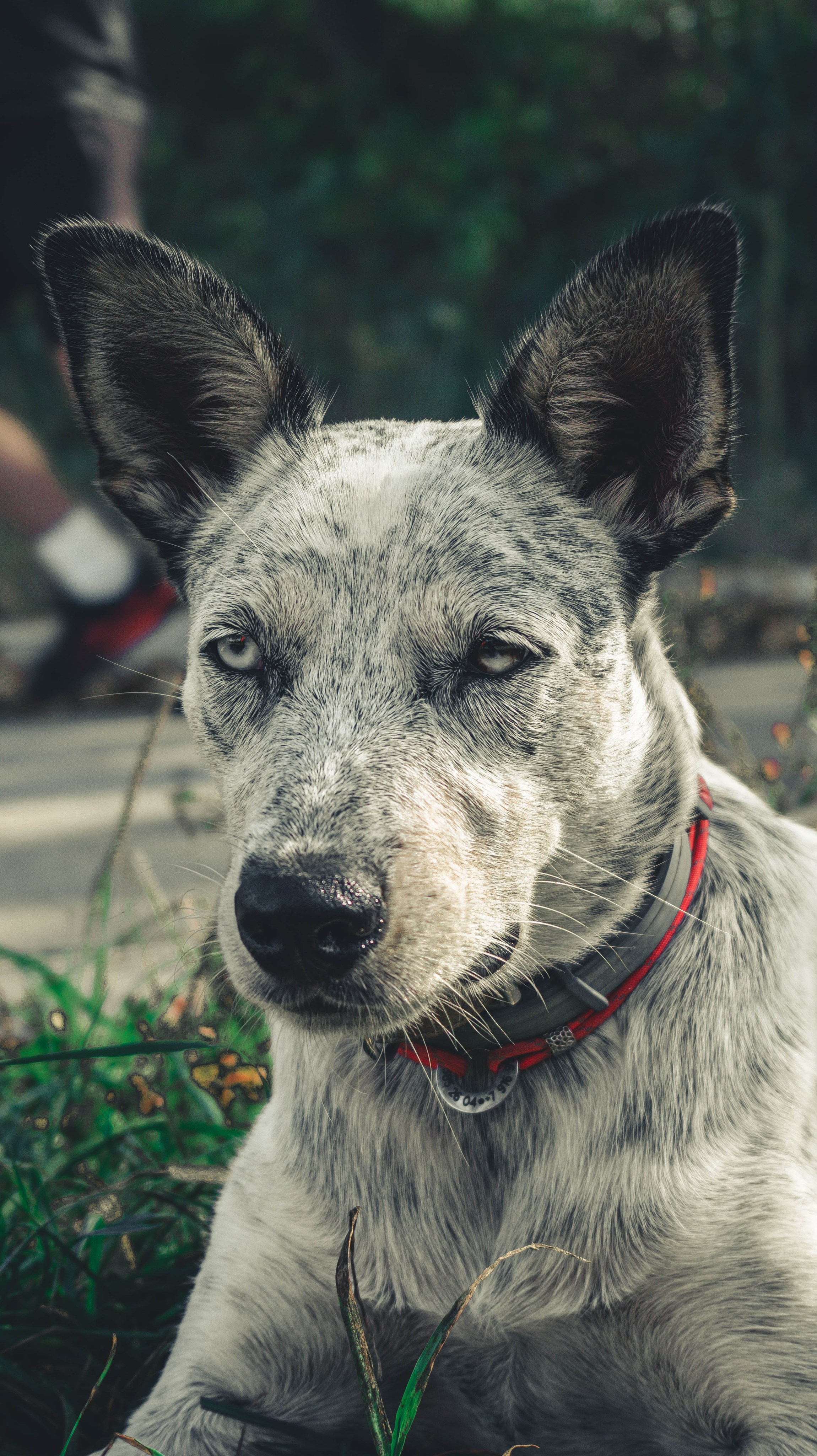 Цунами. Профессиональный фотограф