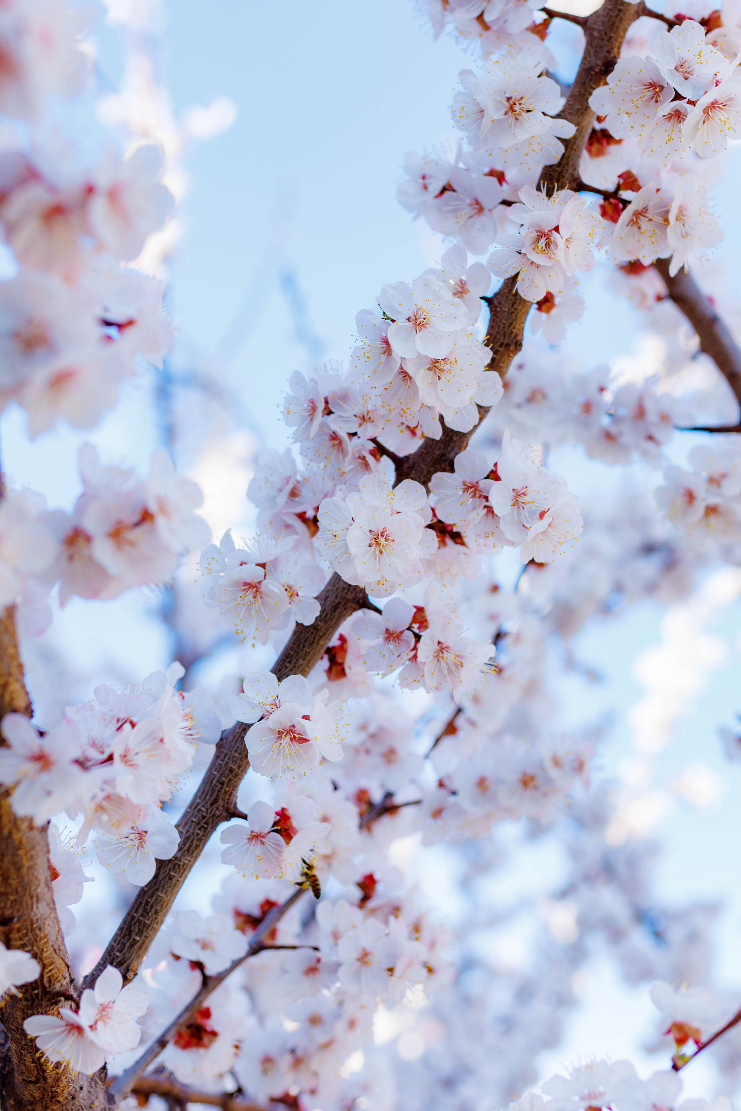 Фотографии природы Липецка. Свадебный и семейный фотограф Виолетта в Липецке