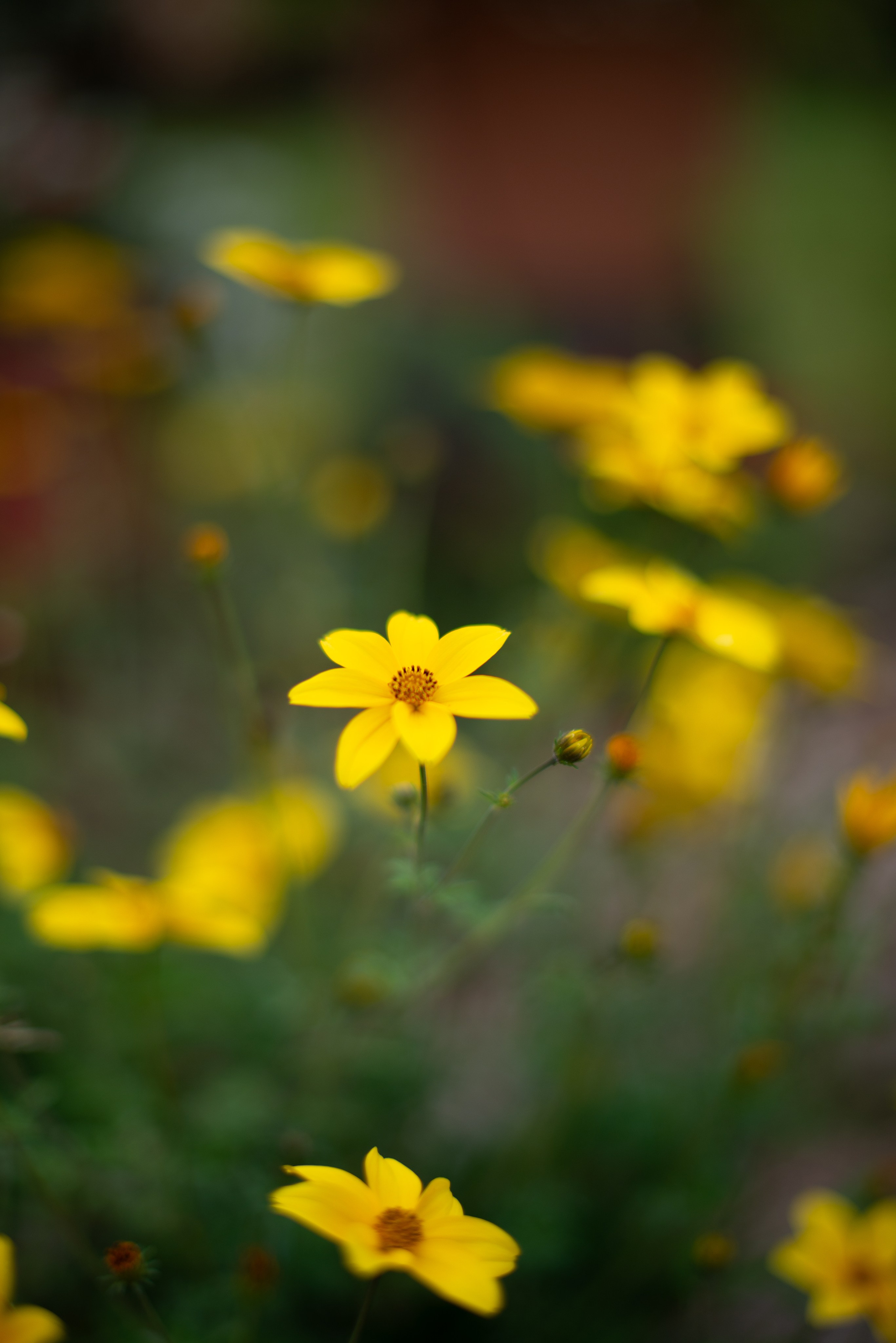 Цветы сада МГУ. Victoria Radjevna Репортажный Фотограф — Видеограф Москва • Санкт-Петербург