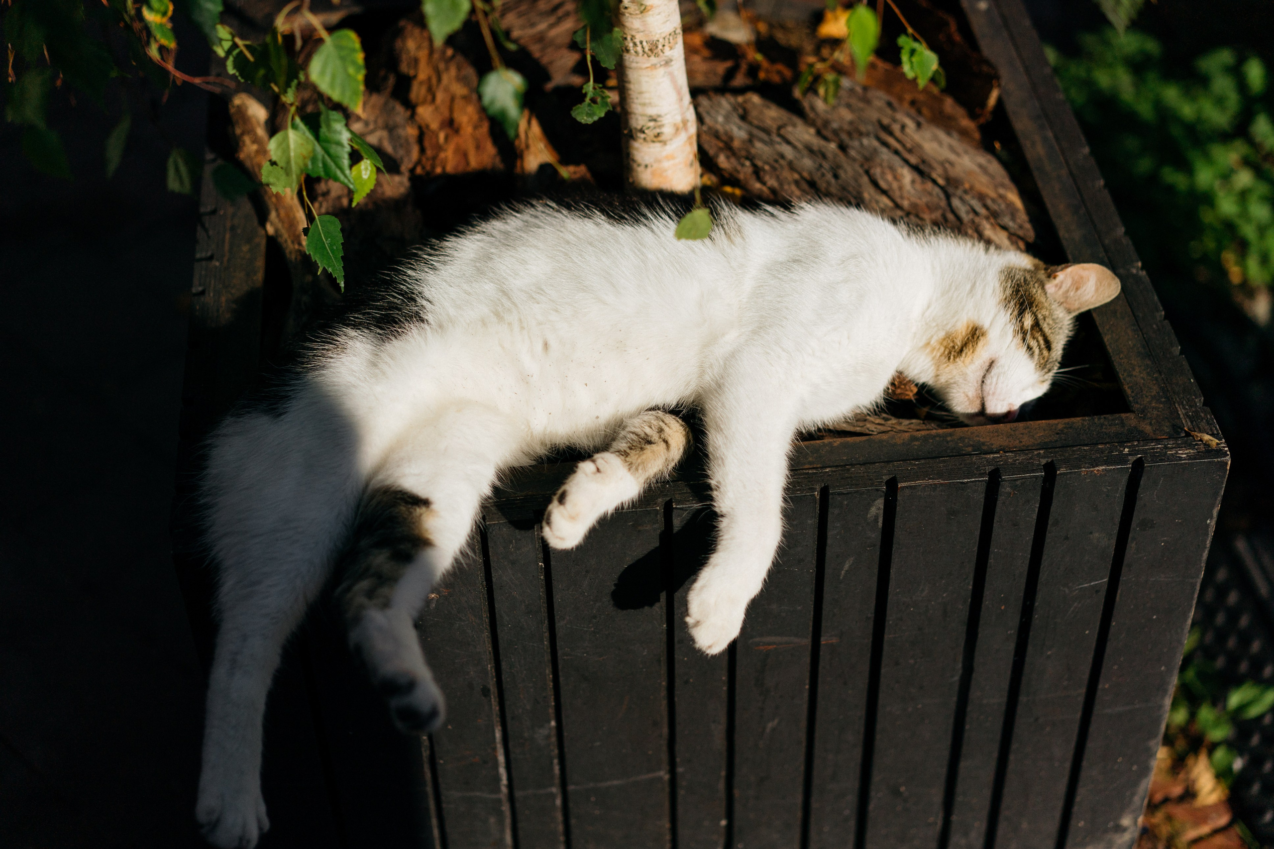 Зеленоградск. Свадебный и семейный фотограф в Калининграде Анастасия Гриценко