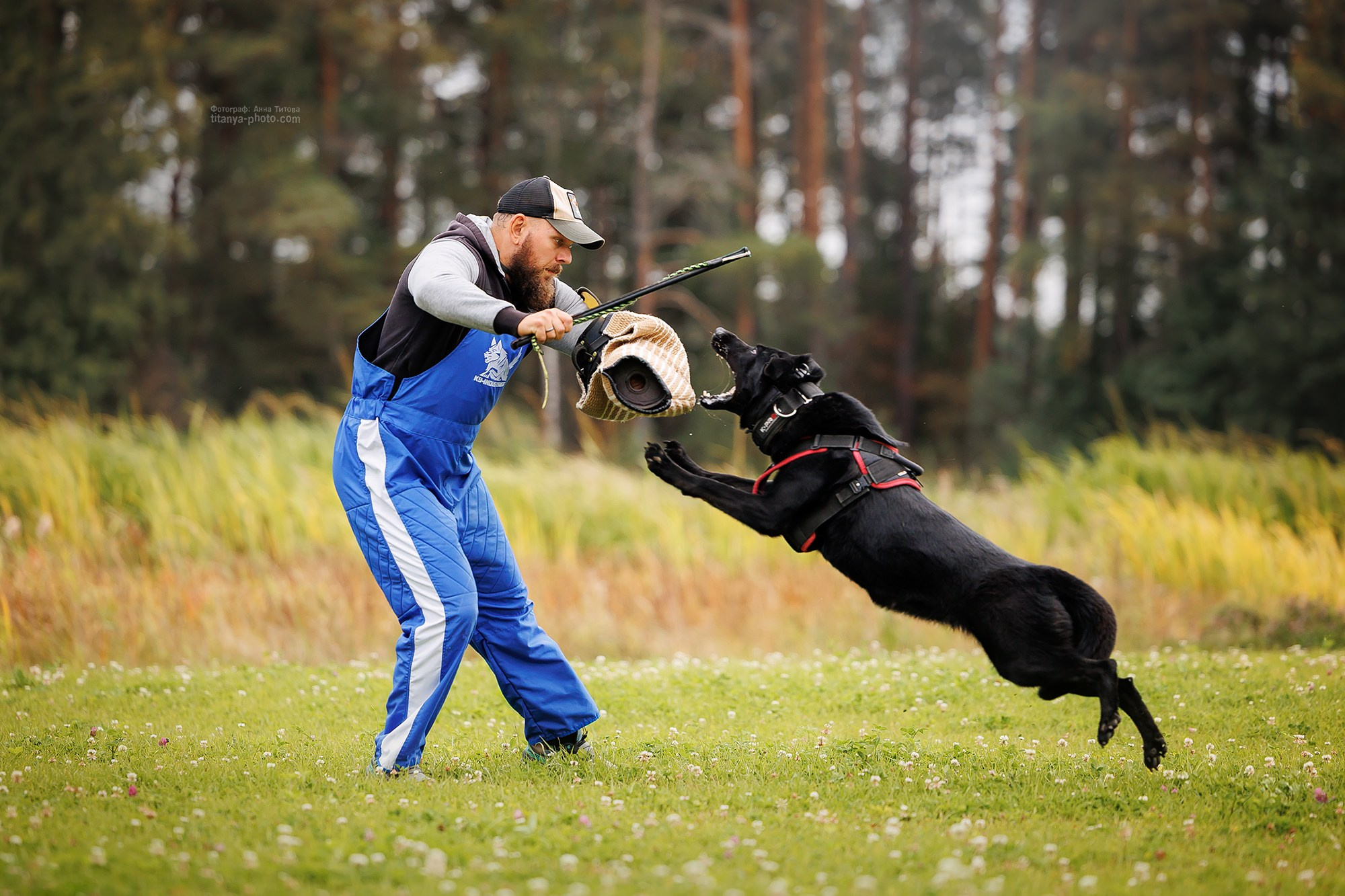 Тренировка по защите в питомнике немецких овчарок «Легенда Волги». Фотограф собак, фотограф-анималист Аня Титова (Titanya). Москва