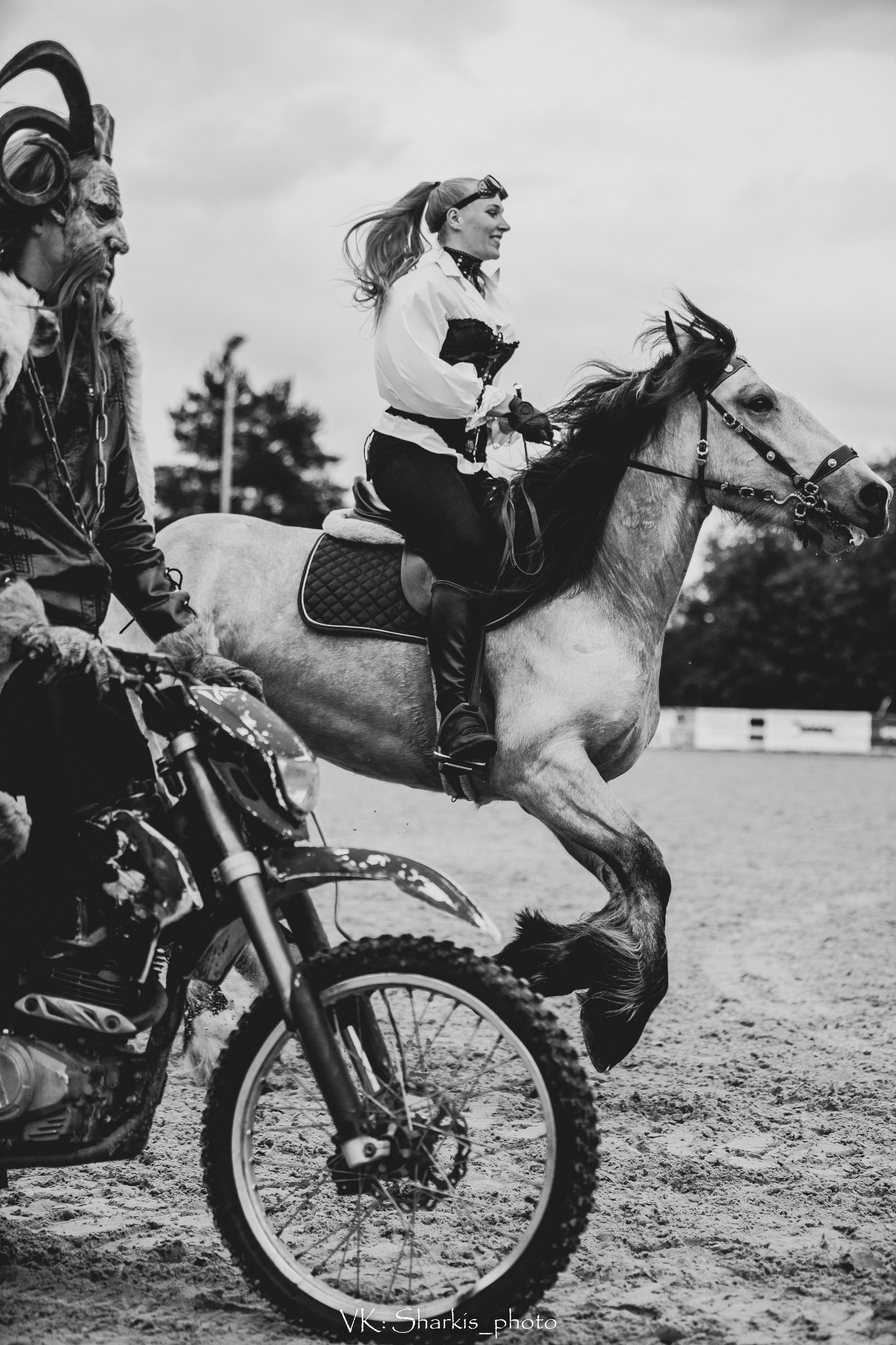 Лошади. Главная