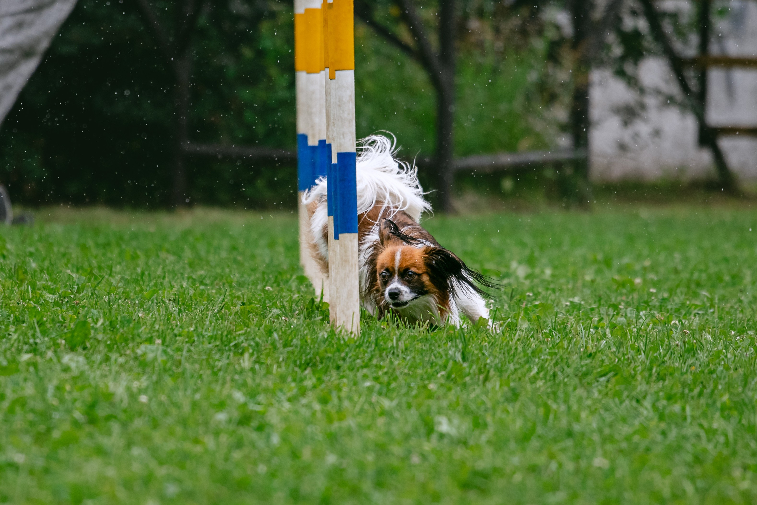 Соревнования по аджилити Долгопрудный 30.06.2025. Фотограф-анималист Татьяна Степанова