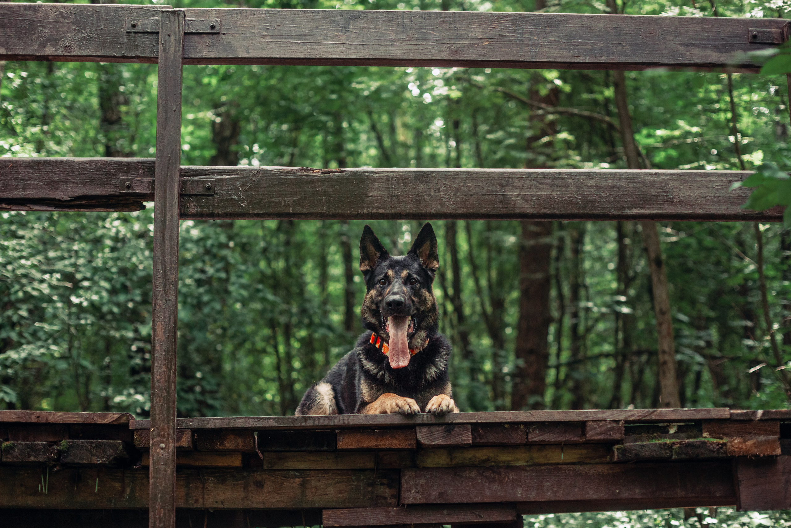 Лесная летняя фотопрогулка. Фотограф-анималист Татьяна Степанова