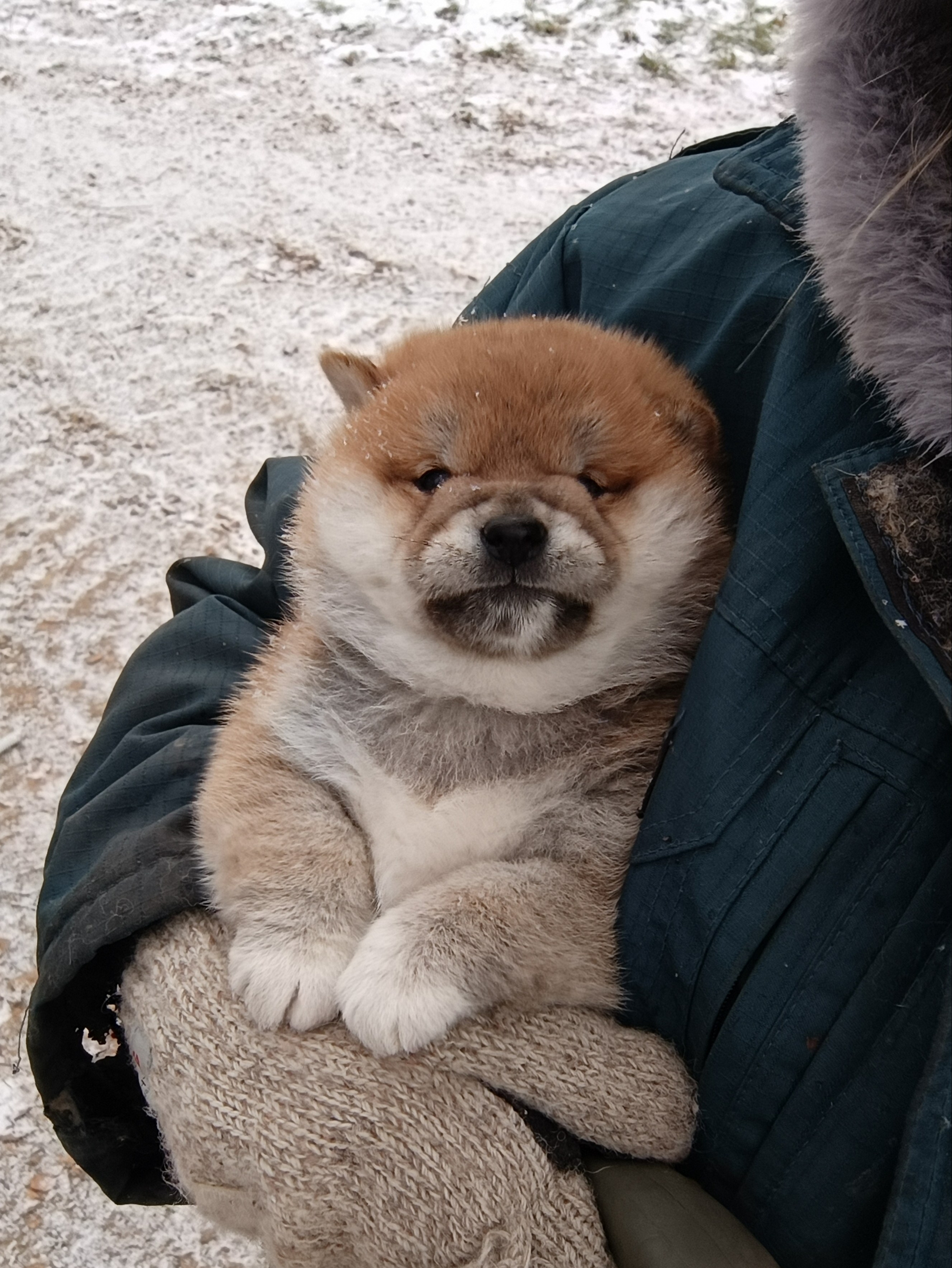 сиба питомник Рубилайт щенки на продажу rubylight  сиба щенки купить СПб Санкт-Петербург 