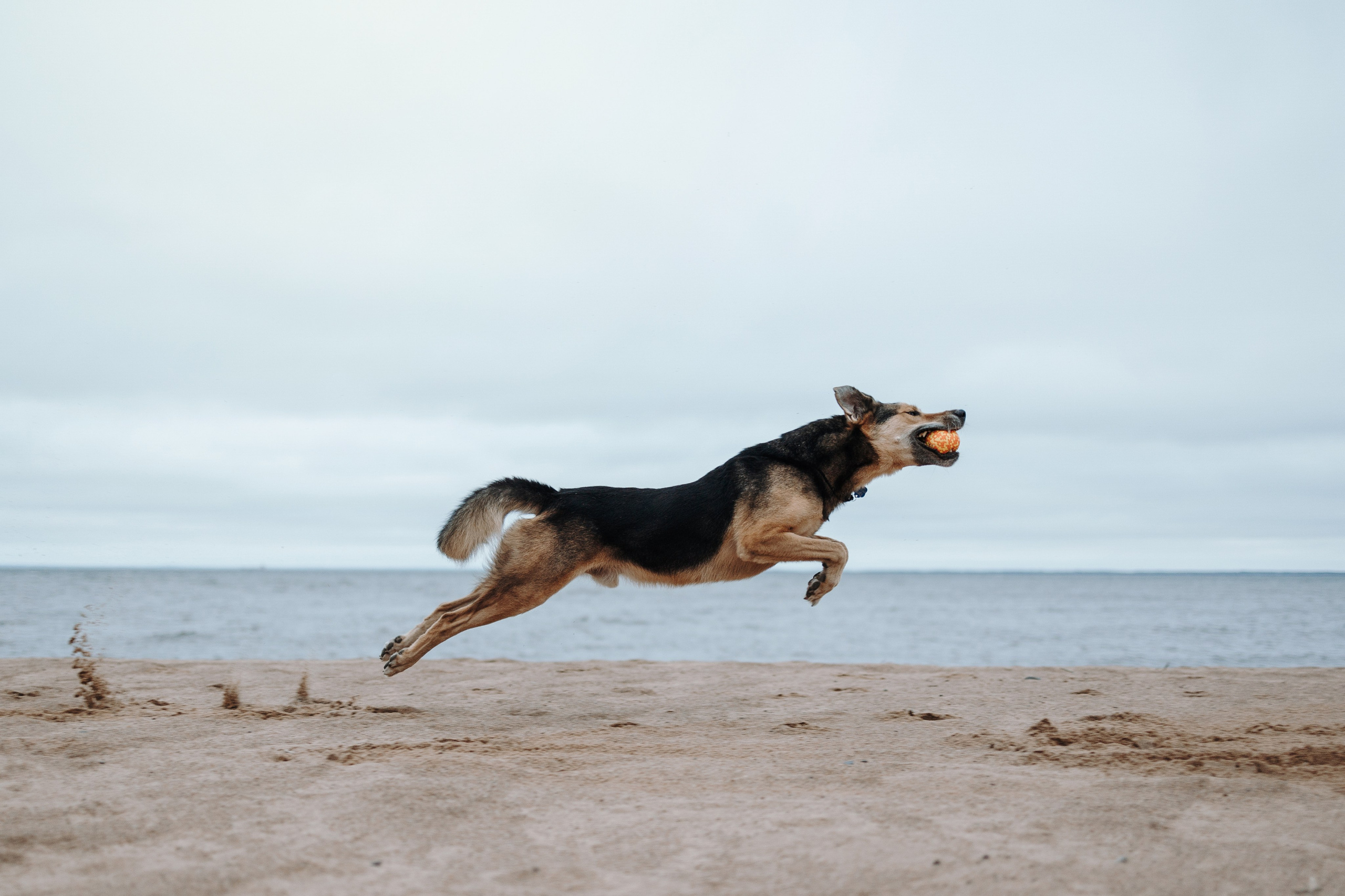 Наталья и Того. Фотограф — Анималист | Санкт-Петербург