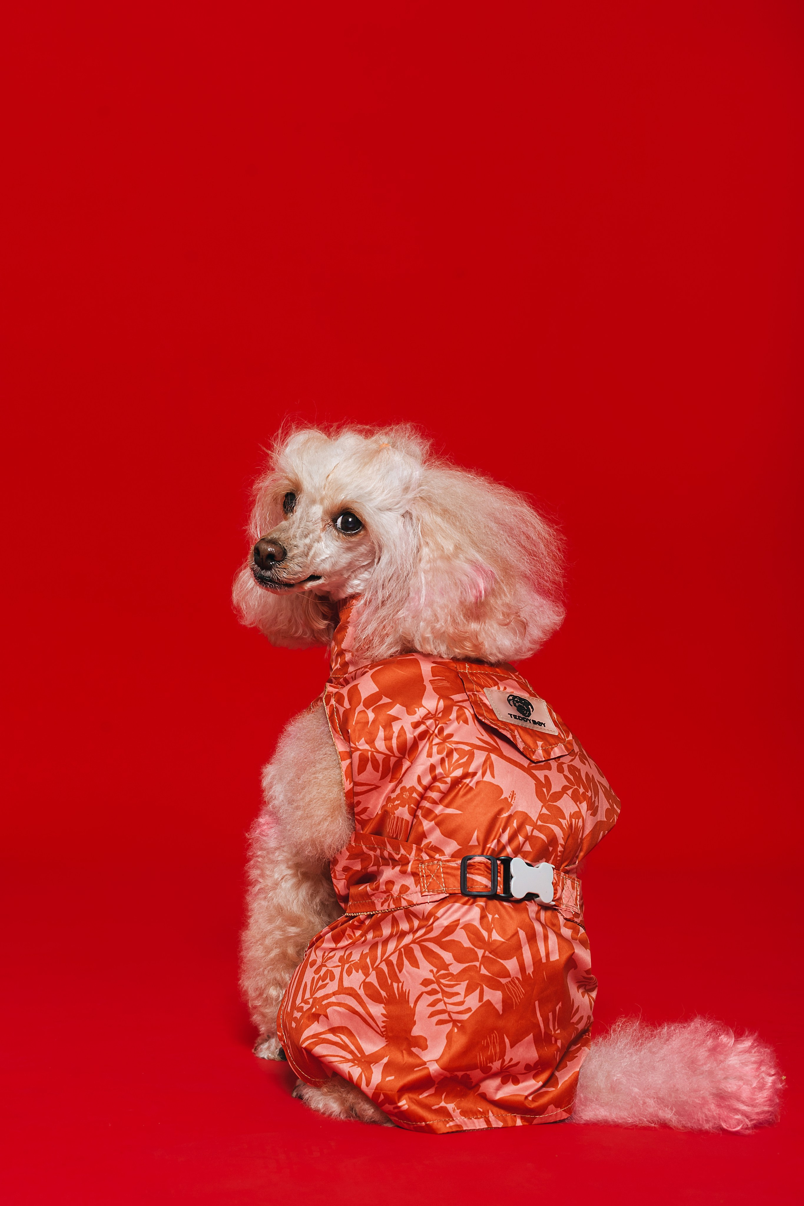 Съемка для бренда TEDDYBOY. Фотограф-анималист Татьяна Степанова