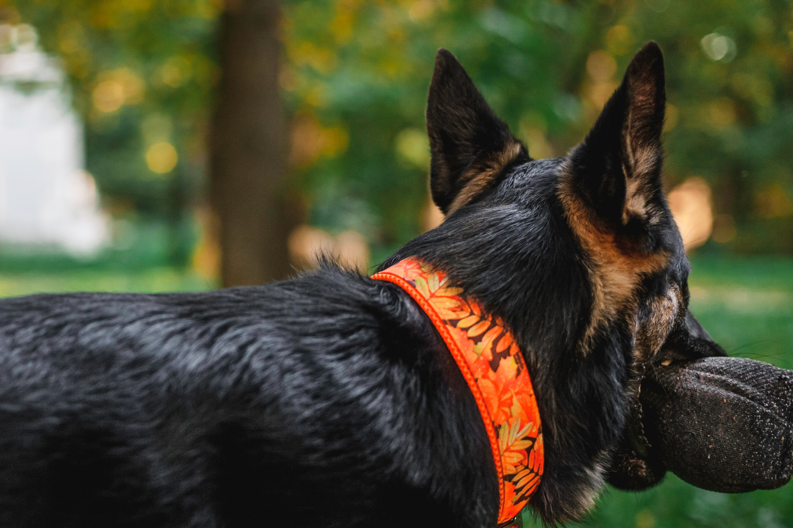 Илай. Фотограф-анималист Татьяна Степанова