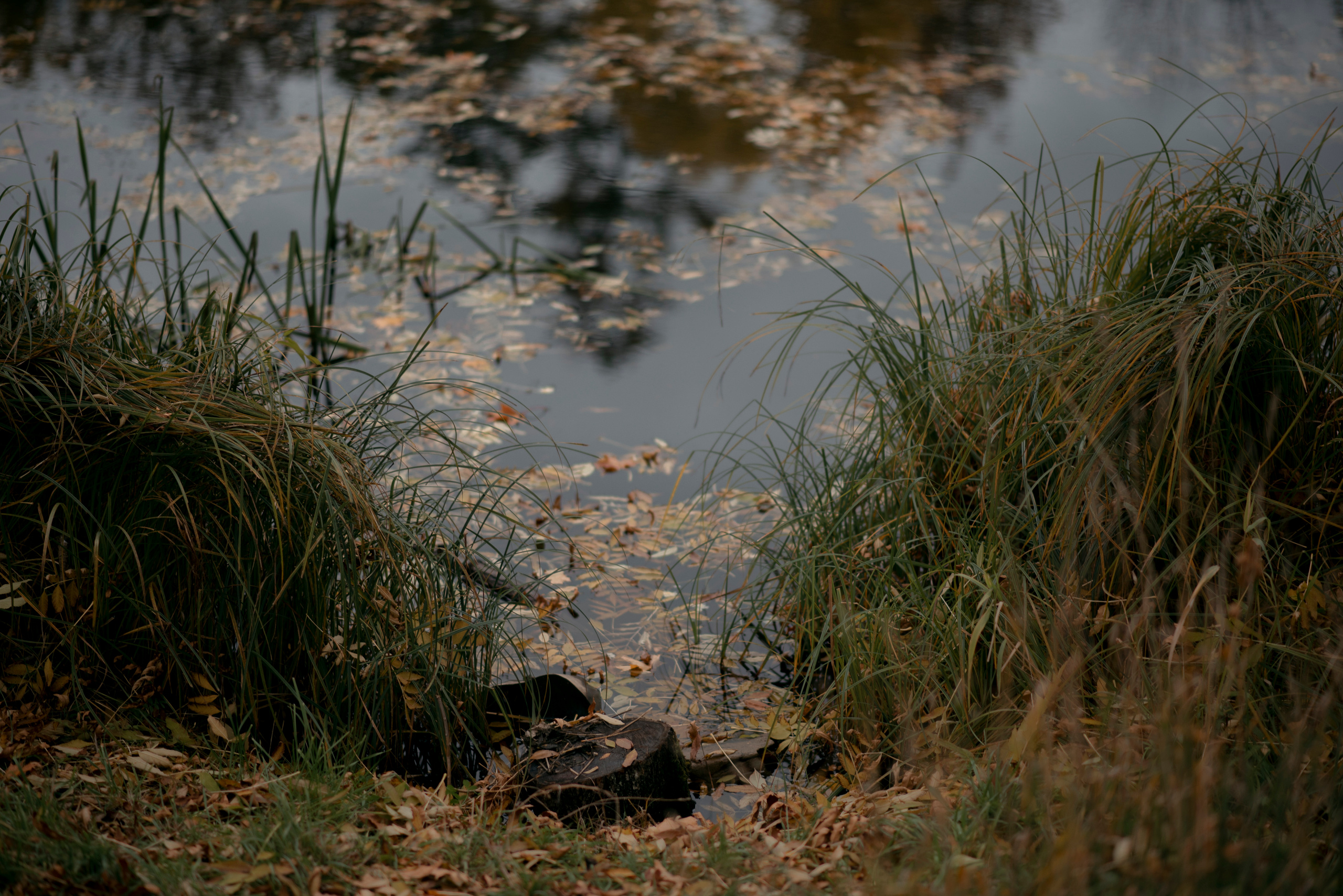 Портретная фотосессия в осеннем парке. Юля Дэй • Фотограф, Санкт-Петербург
