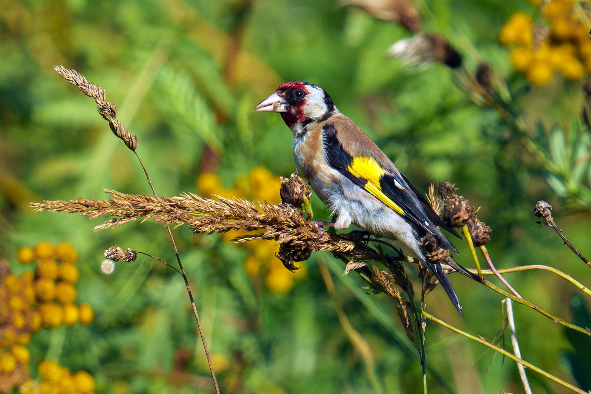 Удивительные мир птиц. Вокруг нас столько прекрасного — присмотритесь!. Ваш личный фотограф Марина Волкова