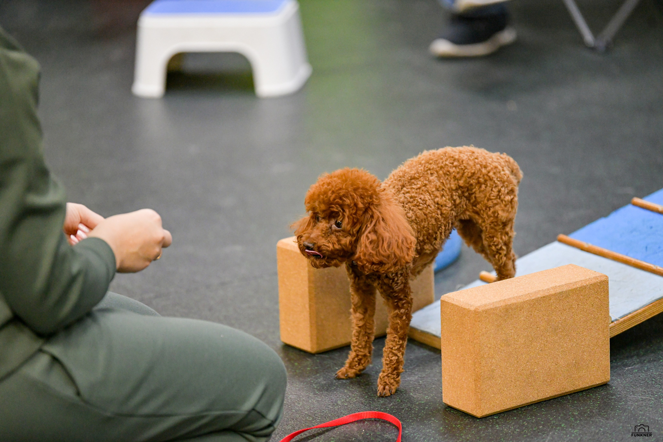 Кинологический клуб «Бодрый хвост». Свой взгляд через объектив
