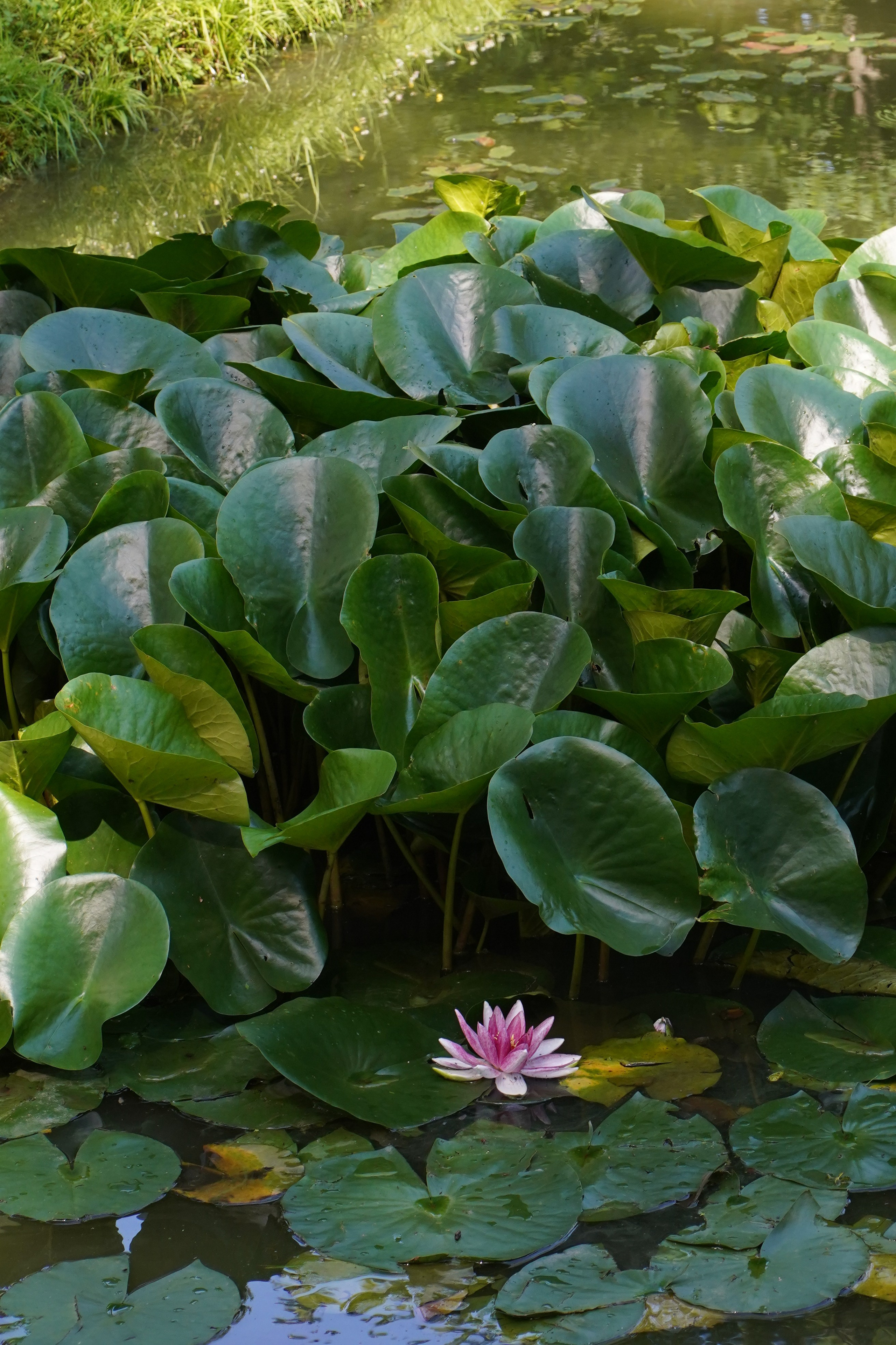 ОРАНИЕНБАУМ. Июль 2024. Фотограф Наталья Погодина в г. Обнинске