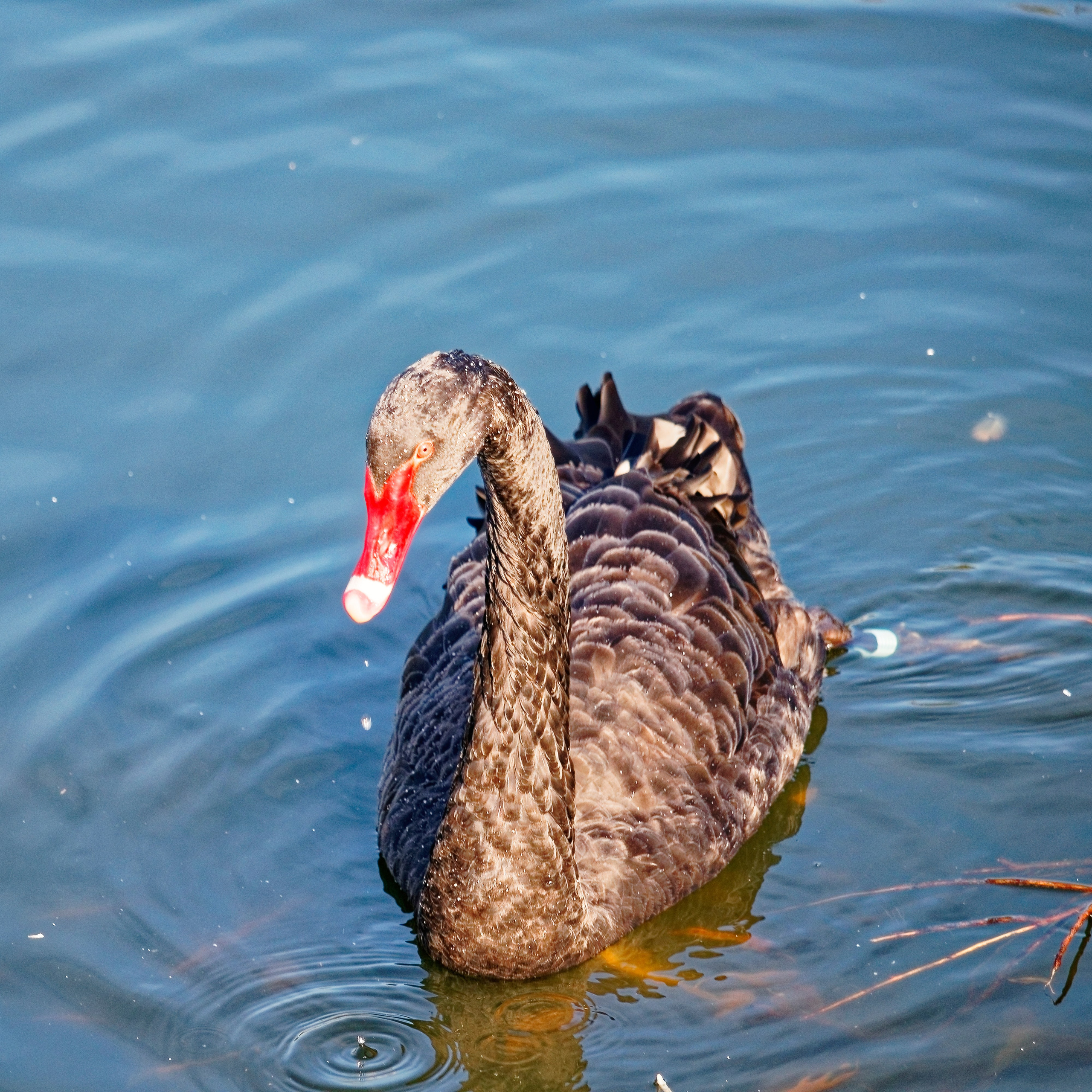 МОСКОВСКИЙ ЗООПАРК. Фотограф Владимир Роля
