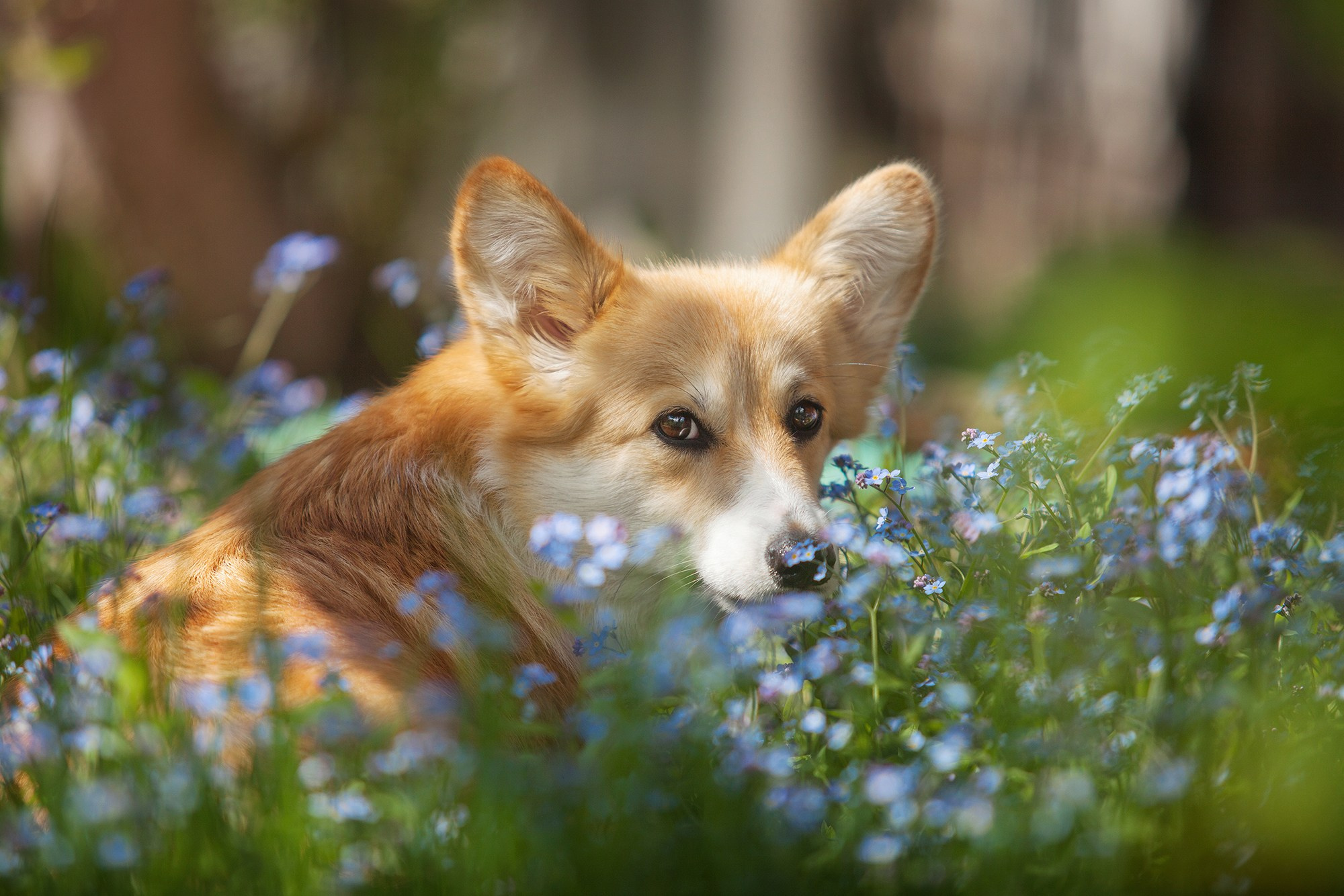 Собаки. Фотограф-анималист Юлия Удовенко