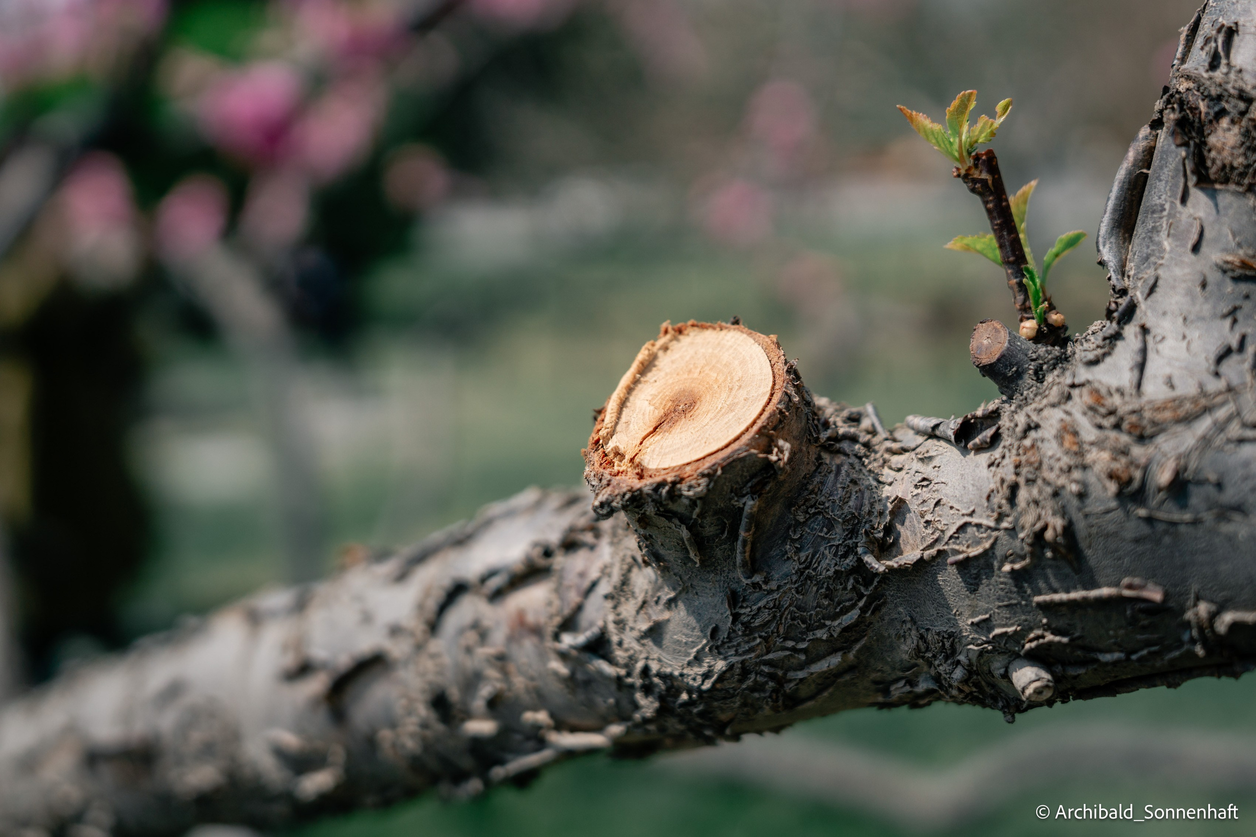 TJU blooming fest. Photographer in Guangzhou, China. Archibald Sonnenhaft