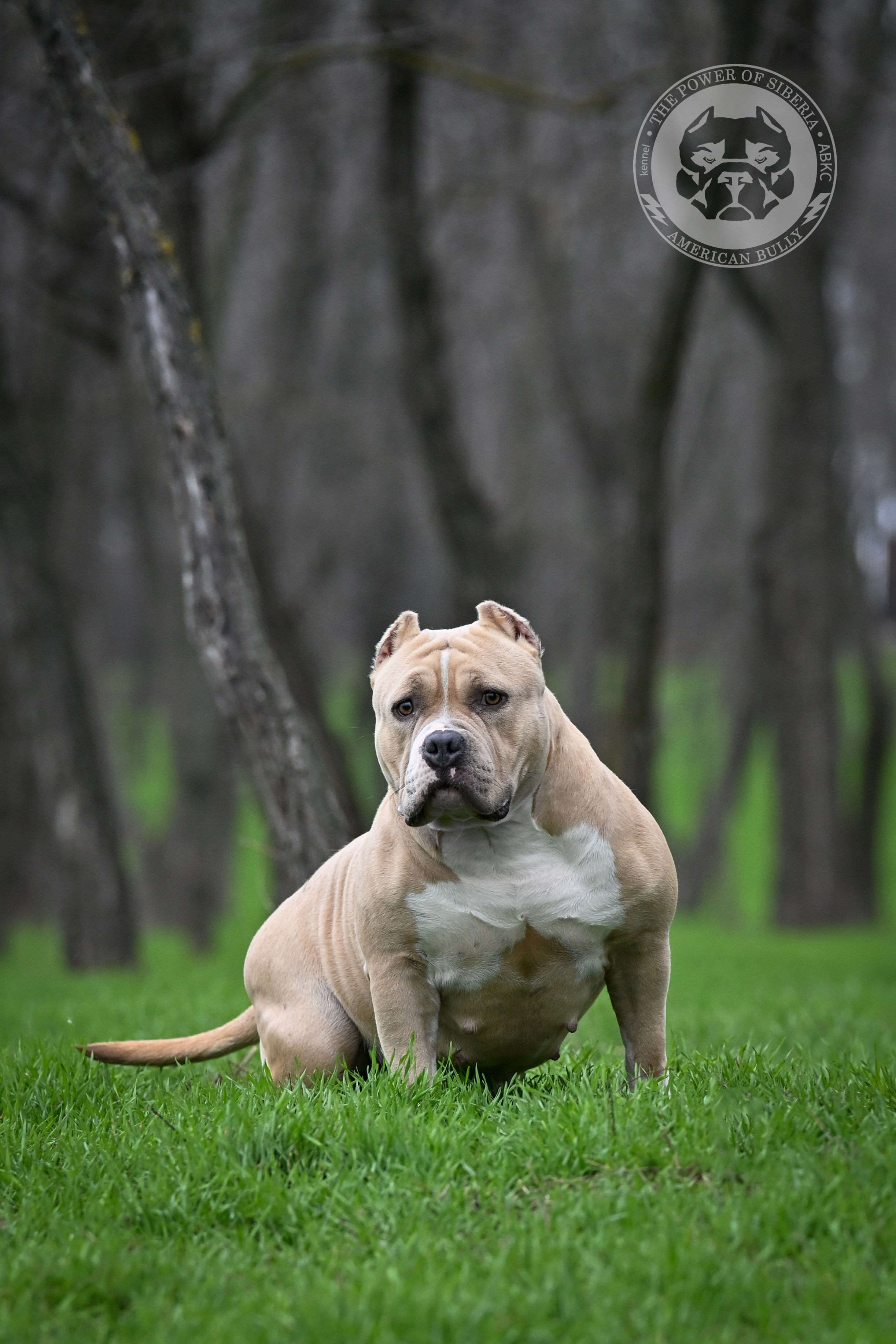 Страница Рокси. Американский Булли в г. Ростов-на-Дону. Питомник THE POWER OF SIBERIA