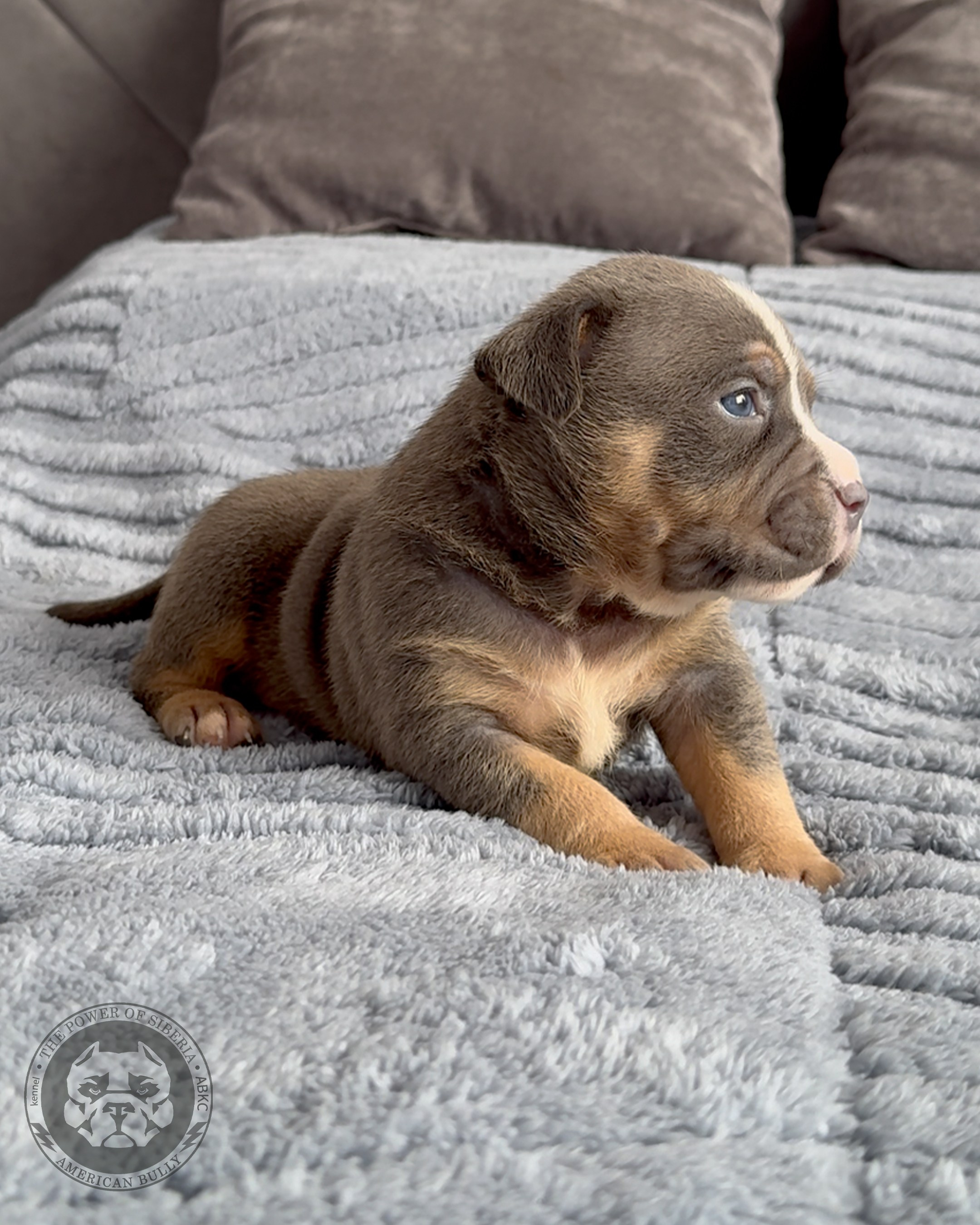 Свободные щенки Американский Булли стандарт и Свободные щенки Американский Булли классик. Американский Булли в г. Ростов-на-Дону. Питомник THE POWER OF SIBERIA