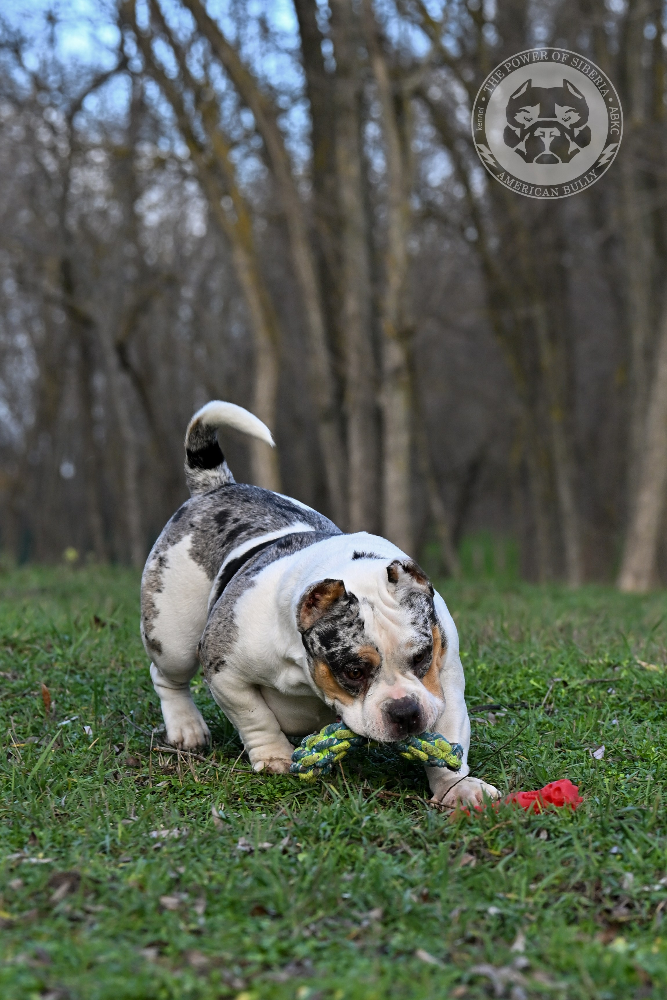 THE POWER OF SIBERIA BAFFI. Американский Булли в г. Ростов-на-Дону. Питомник THE POWER OF SIBERIA