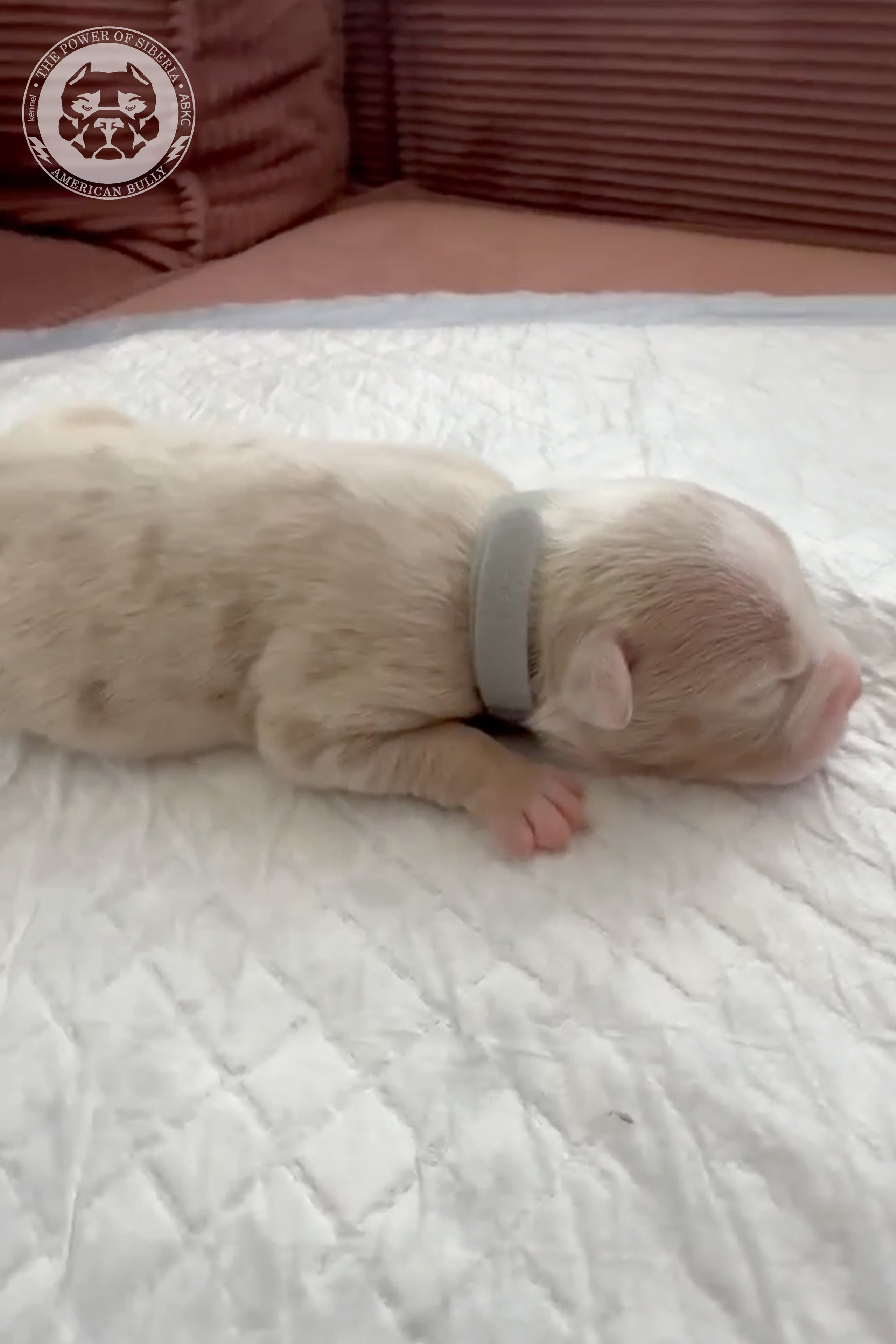 Свободные щенки Американский Булли стандарт и Свободные щенки Американский Булли классик. Американский Булли в г. Ростов-на-Дону. Питомник THE POWER OF SIBERIA