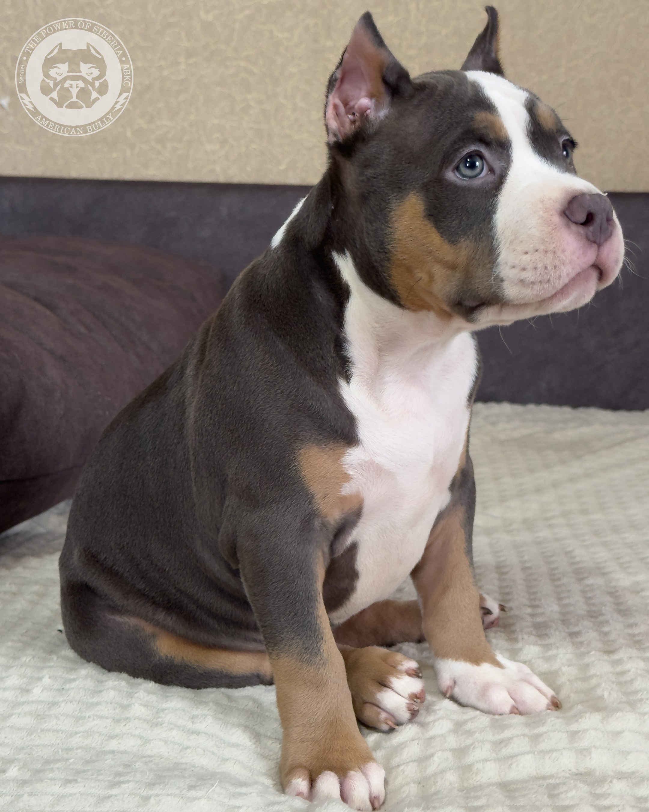 Свободные щенки Американский Булли, в типах покет, классик, стандарт. Американский Булли в г. Ростов-на-Дону. Питомник THE POWER OF SIBERIA