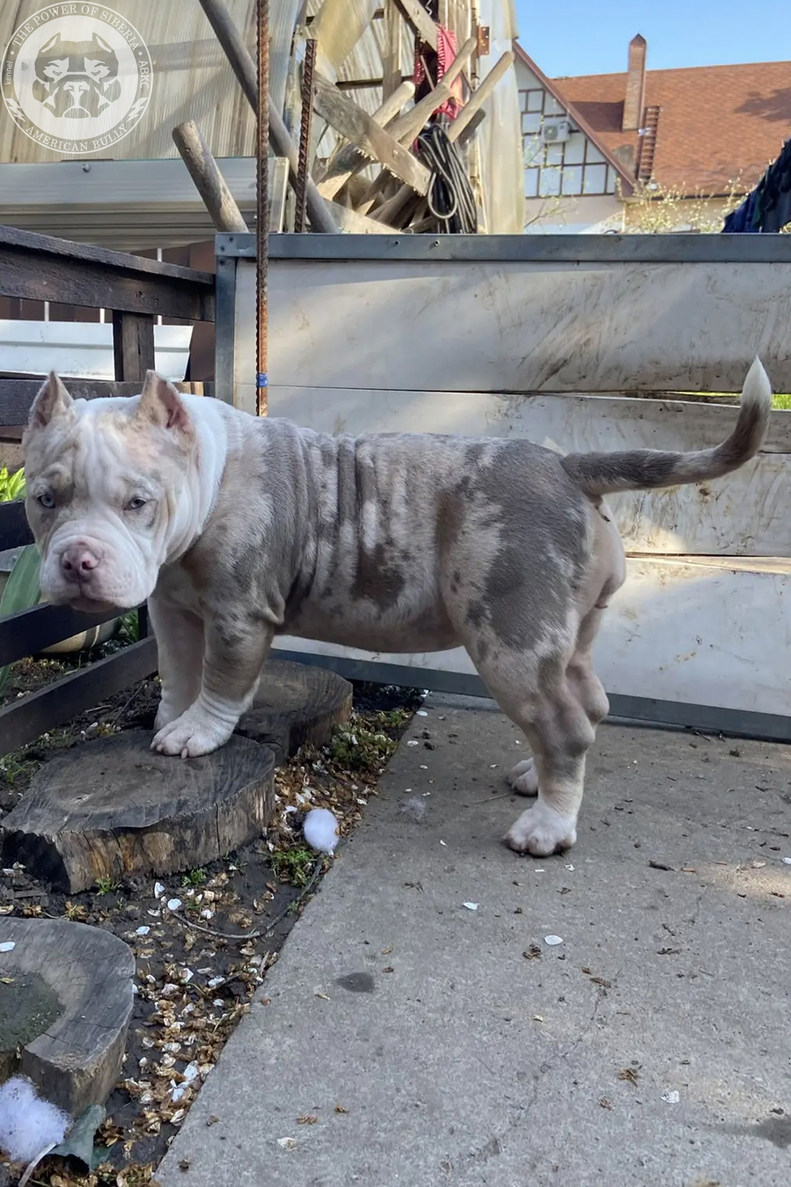 Свободные щенки Американский Булли, в типах покет, классик, стандарт. Американский Булли в г. Ростов-на-Дону. Питомник THE POWER OF SIBERIA