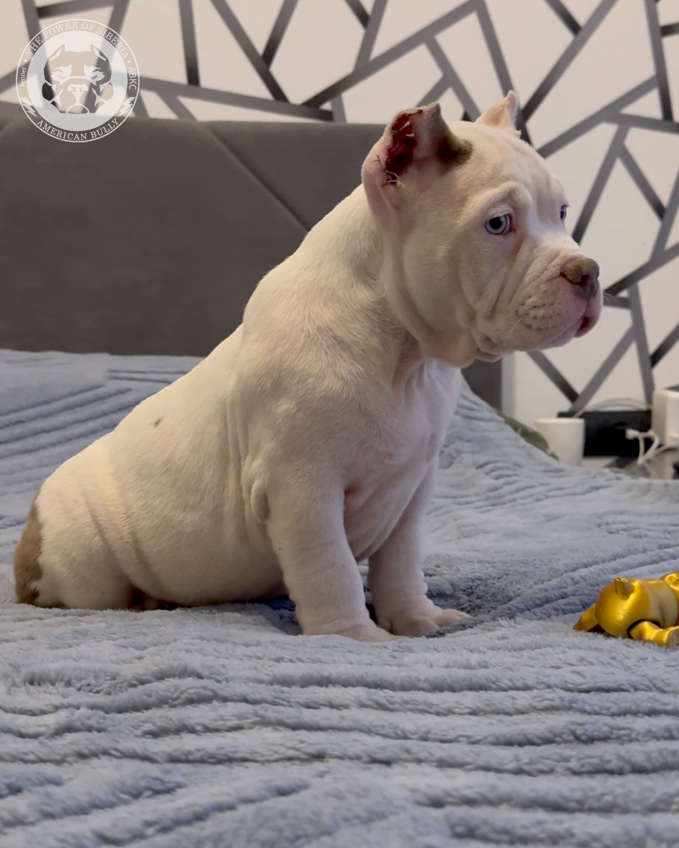 29.12.25-Терри-Локо. Американский Булли в г. Ростов-на-Дону. Питомник THE POWER OF SIBERIA