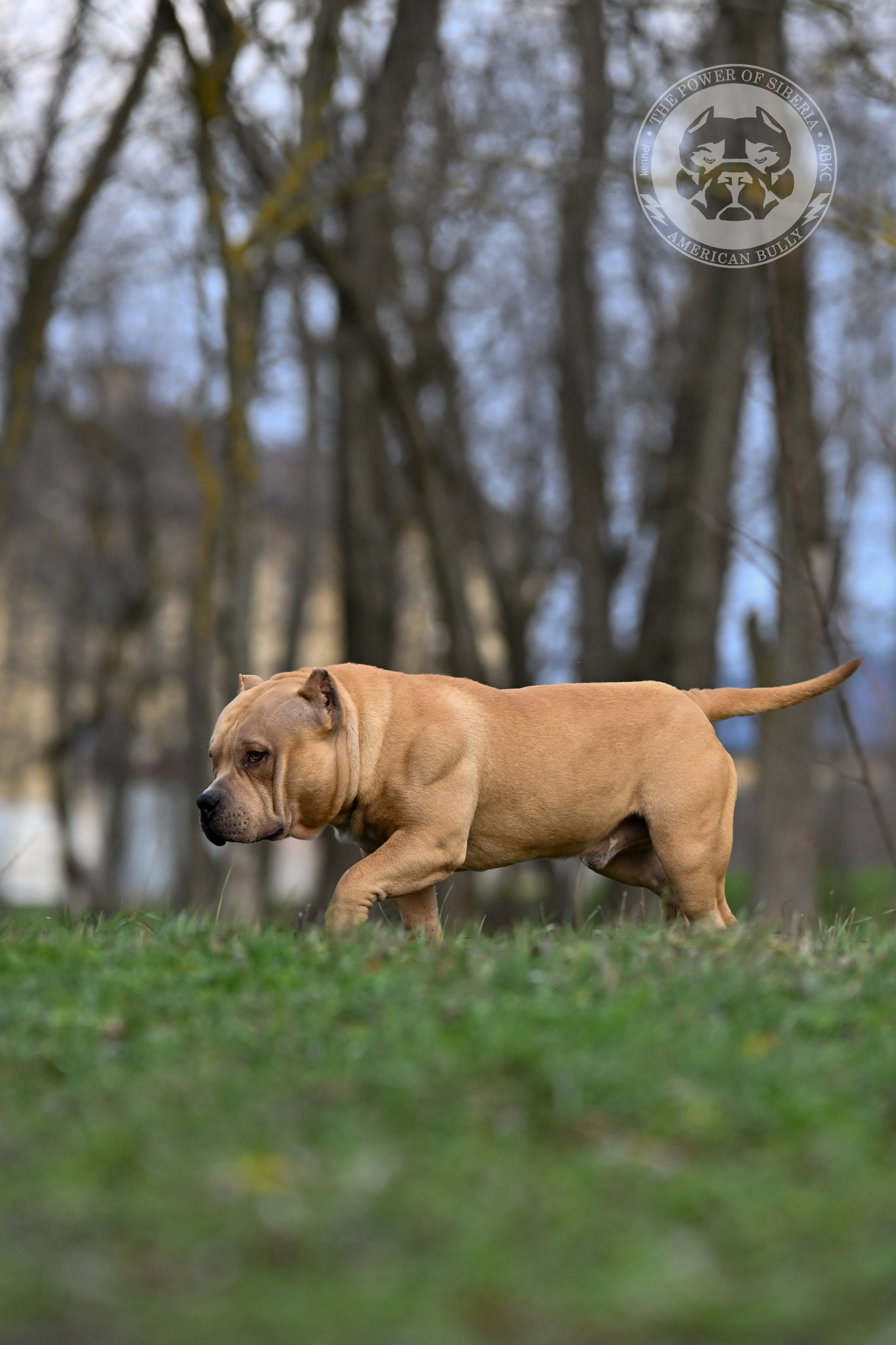 FORTIS FORTUNA VALIDI ZEVS. Американский Булли в г. Ростов-на-Дону. Питомник THE POWER OF SIBERIA