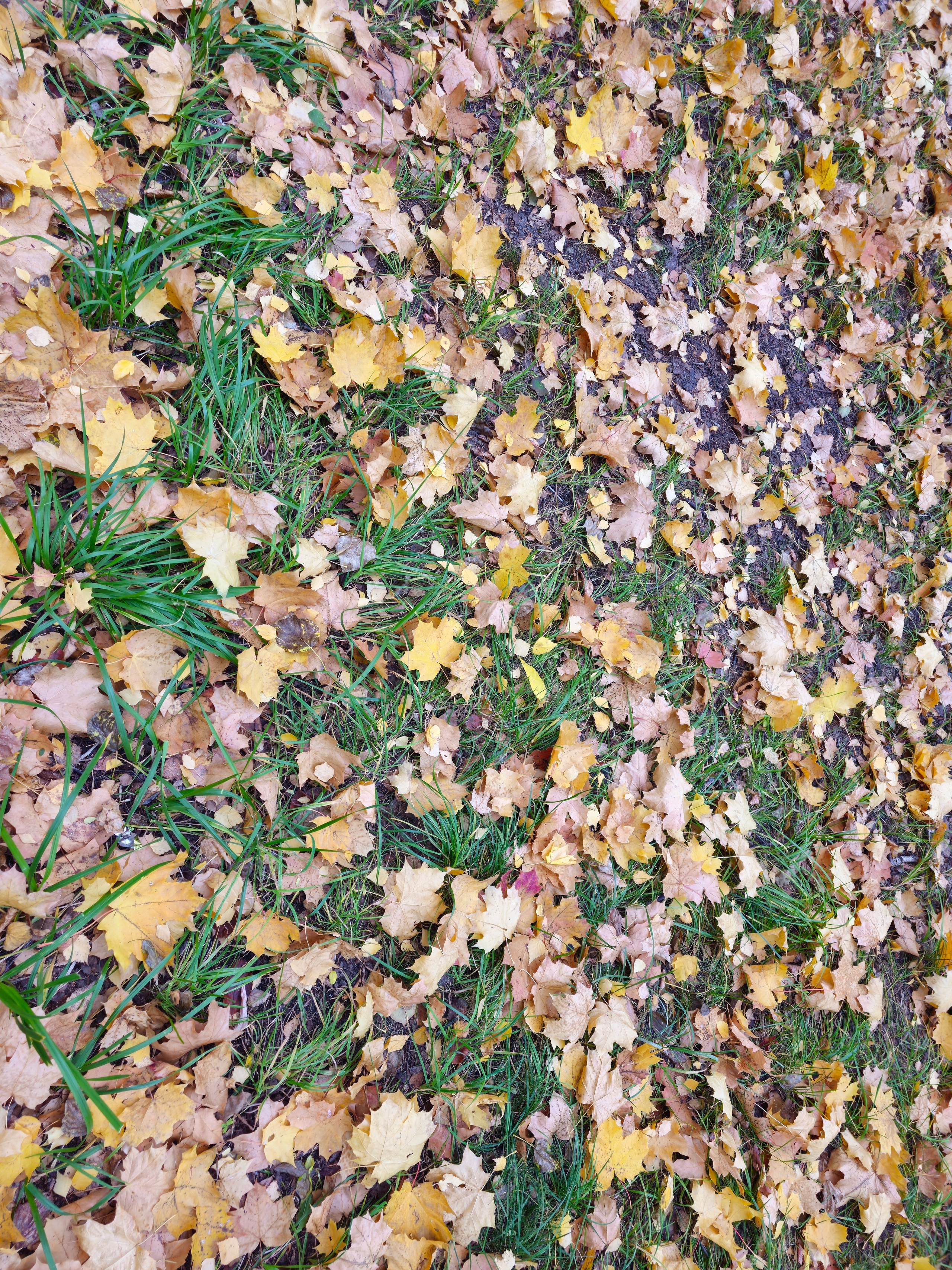 Крупный план земли, на которой разбросаны желтые и коричневые опавшие кленовые листья, перемежающиеся с островками ярко-зеленой травы.