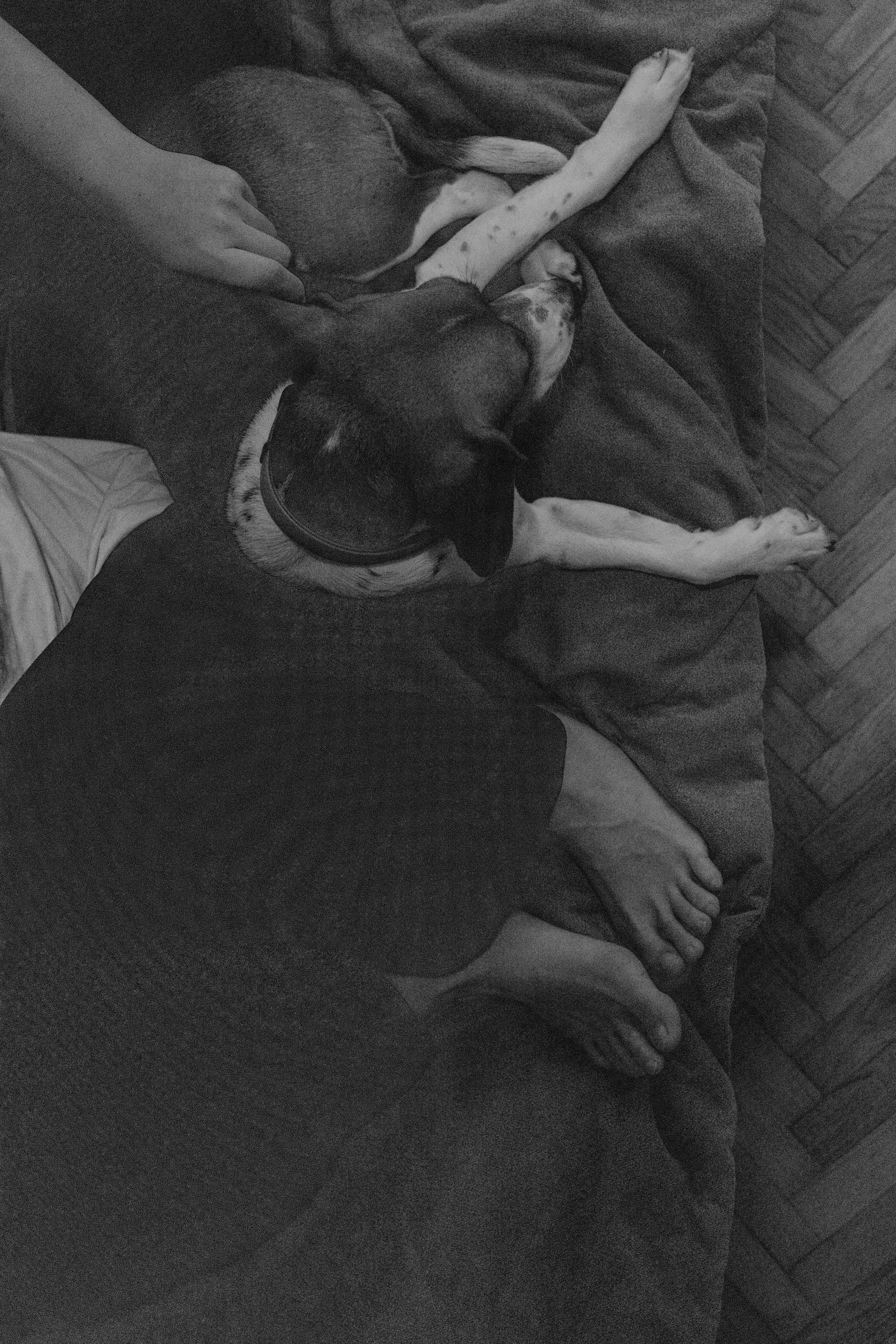 Света и Ива. Фотограф-анималист в Москве Лера Черноног