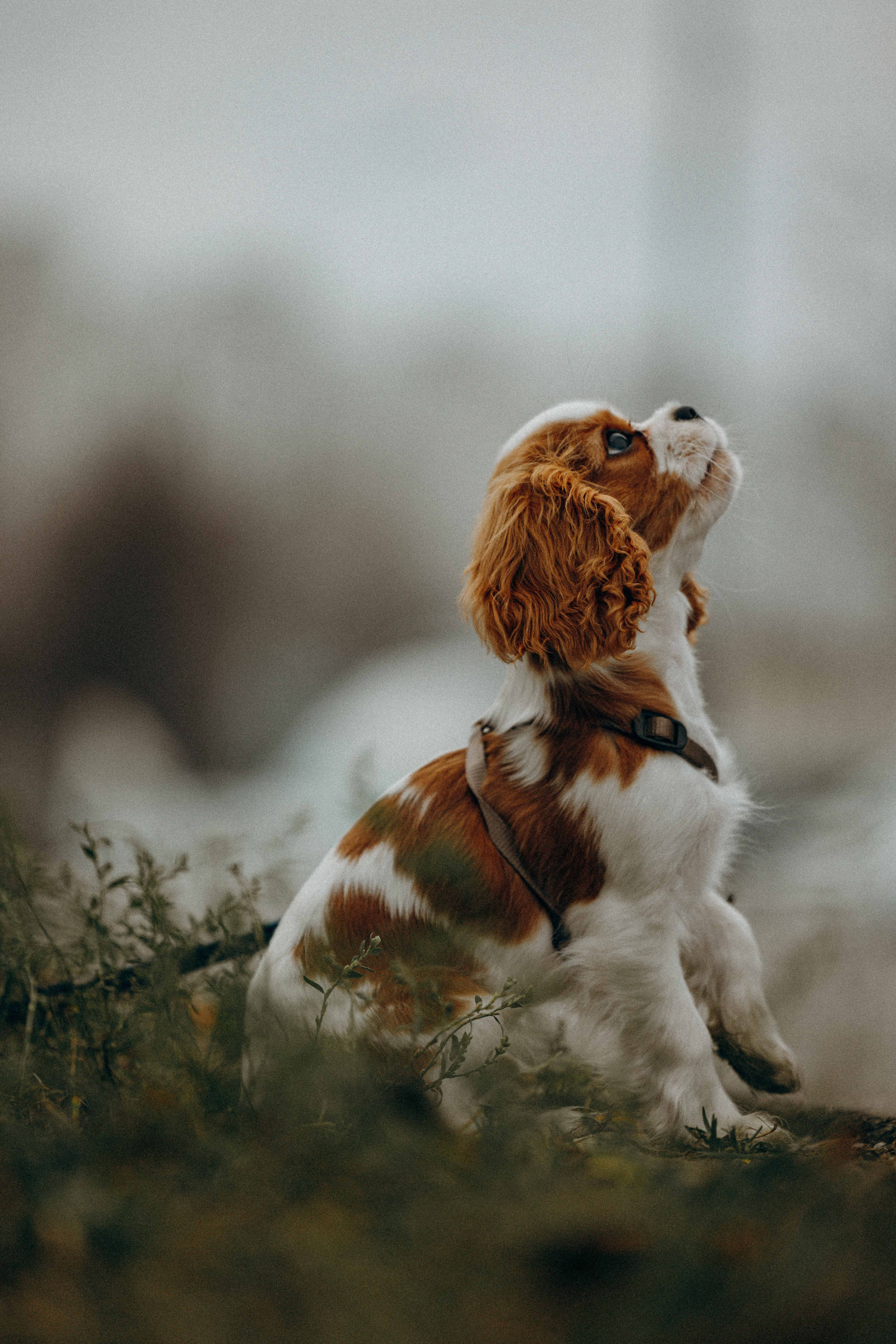 Юля и Кипр. Фотограф-анималист в Москве Лера Черноног